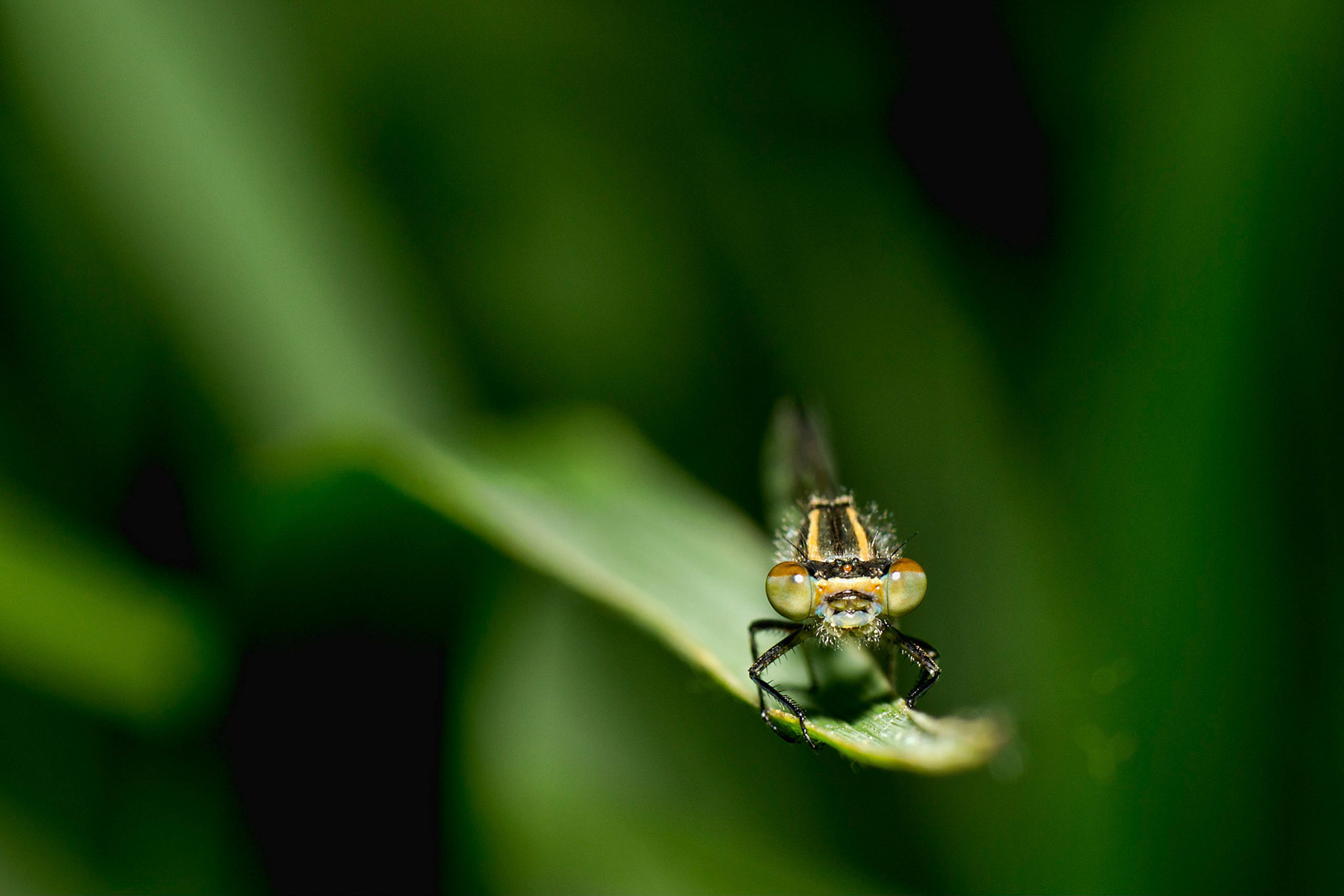Close up Damselfly