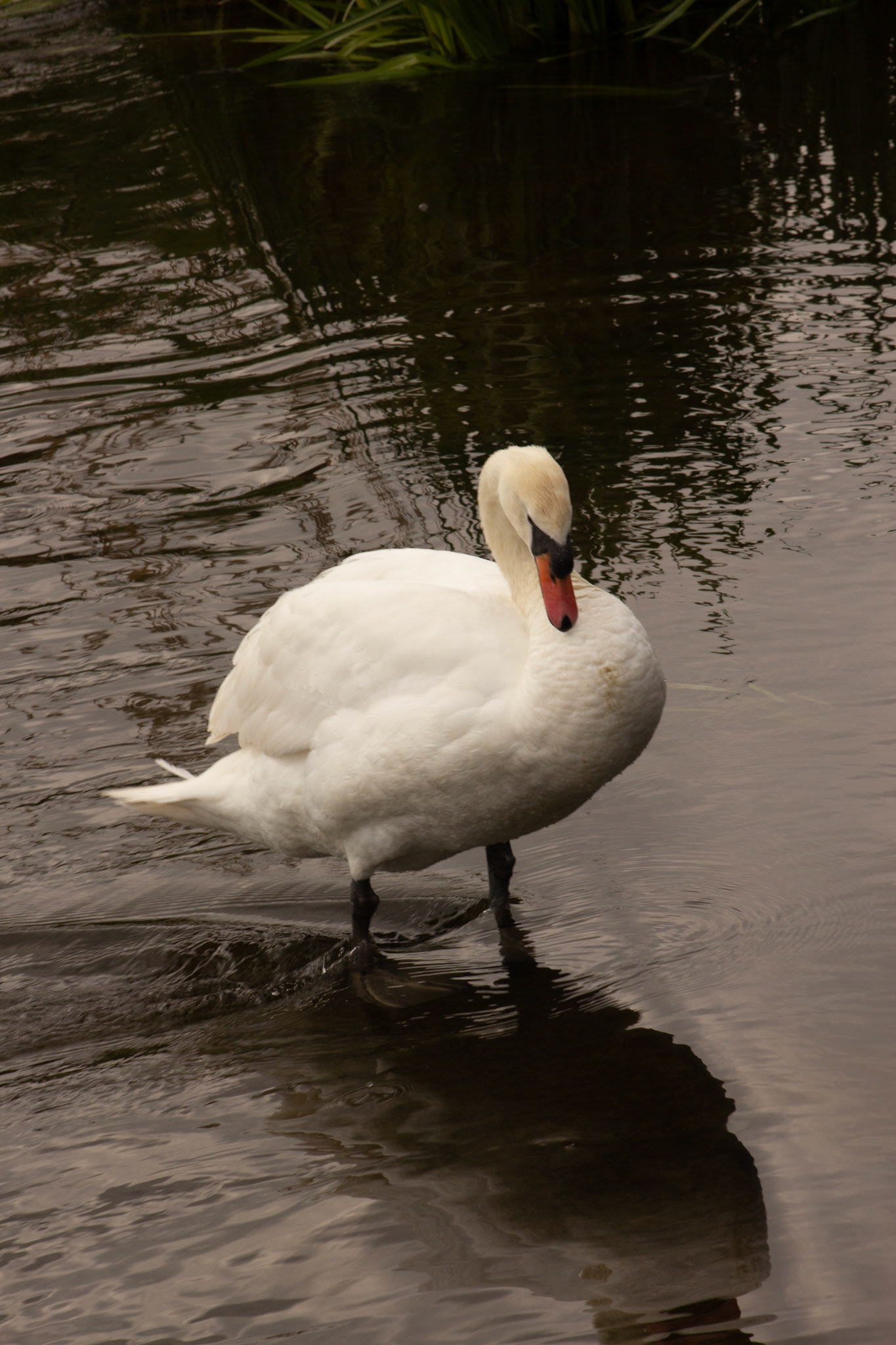 Soar Foot massage, River Soar, Zouch
