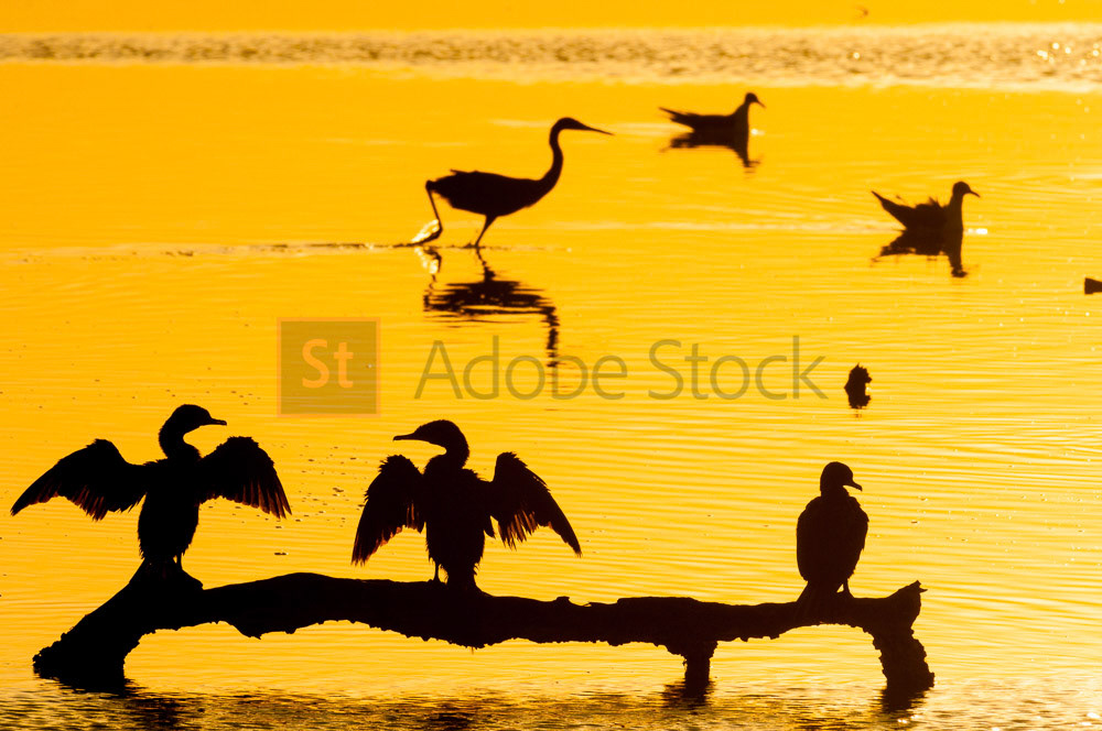 ADOBE FILE #