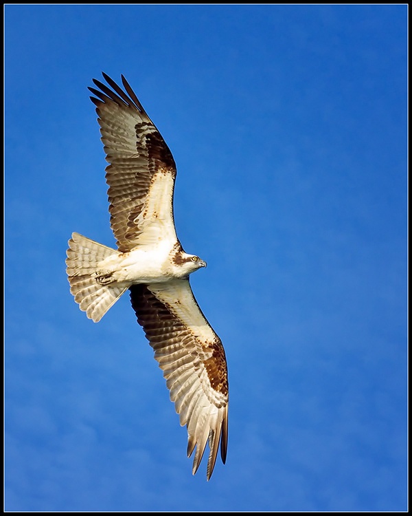 osprey sound