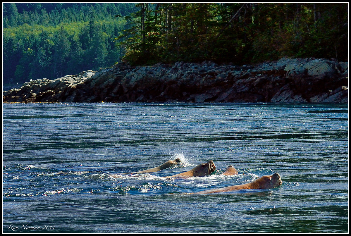 Ronald Norman Photography - MARINE MAMMALS - PUGET SOUND - BRITISH COLUMBIA