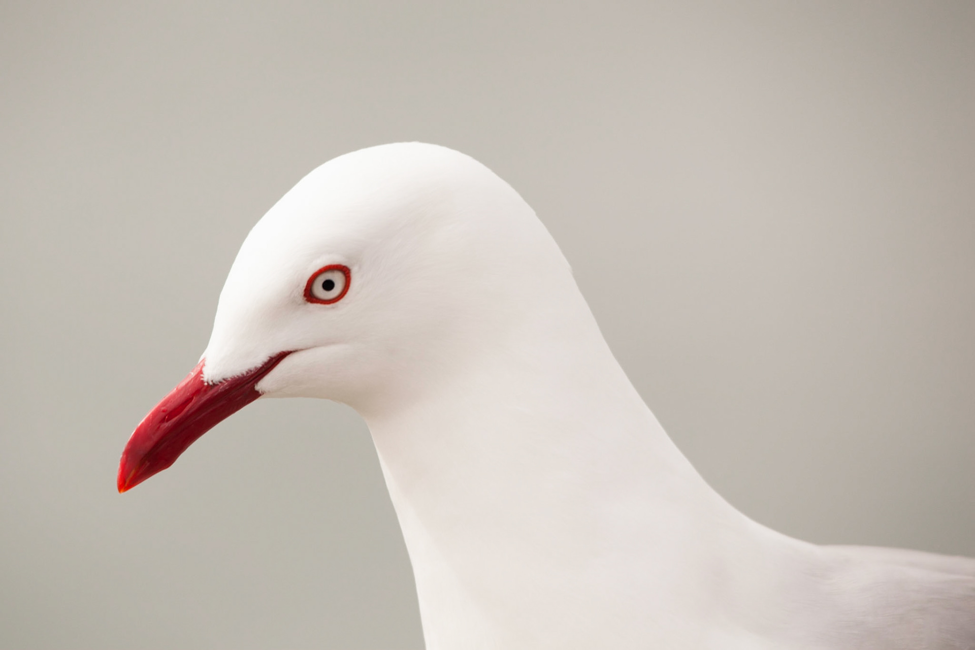 Red-billed gull (Larus novaehollandiae).
New Zealand status: Native
Conservation status: Nationally Vulnerable