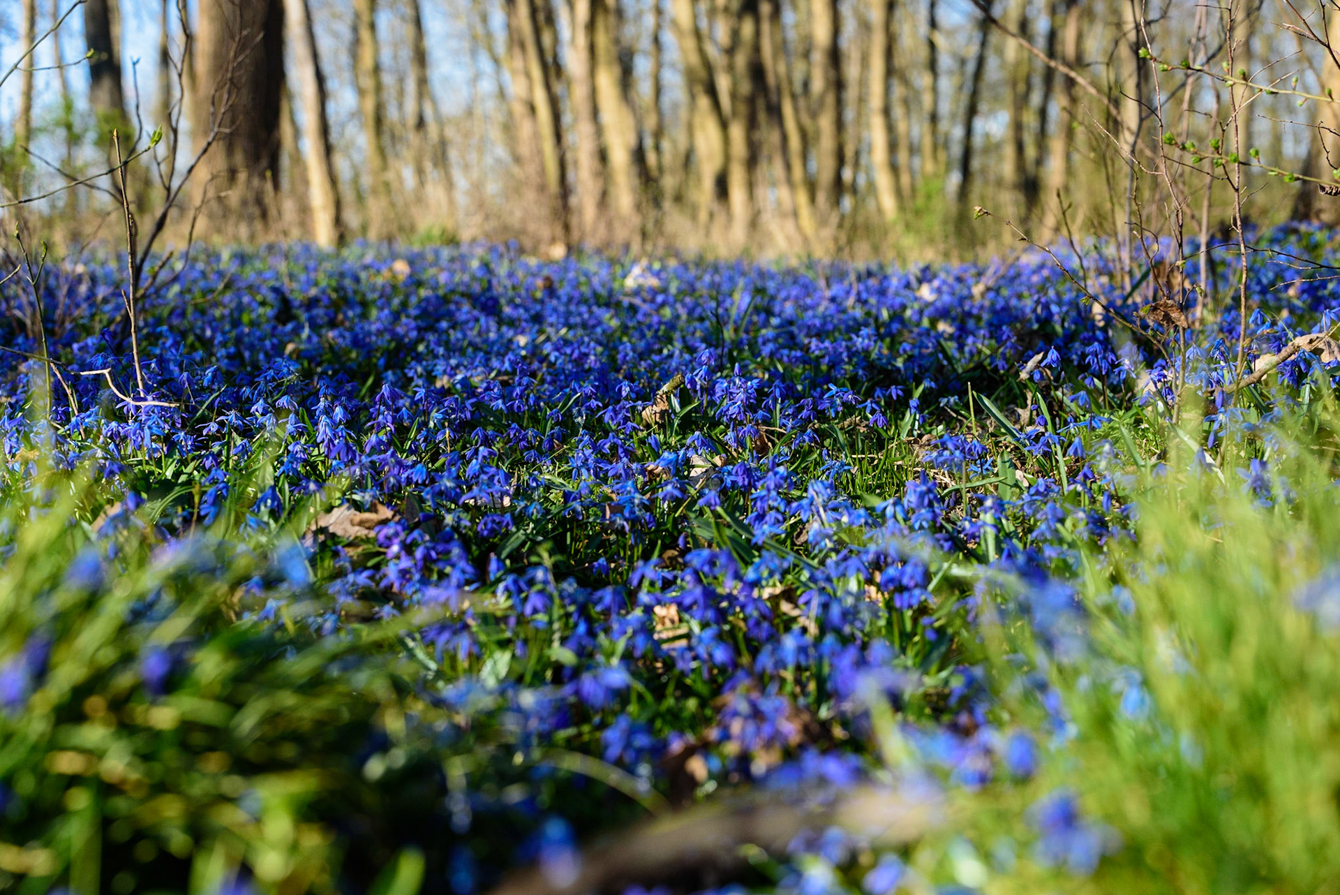 Blausternchenblüte bei Schenkenberg