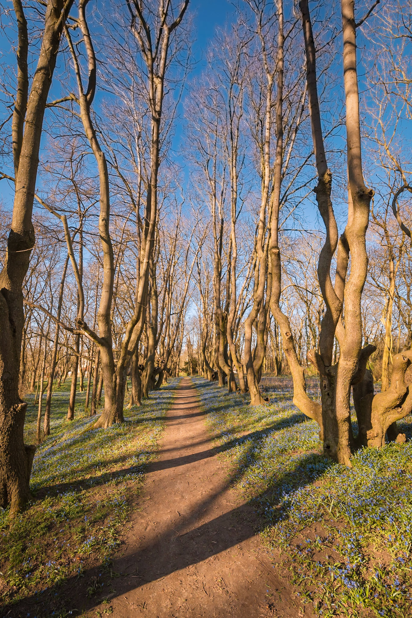 Blausternchenblüte bei Schenkenberg