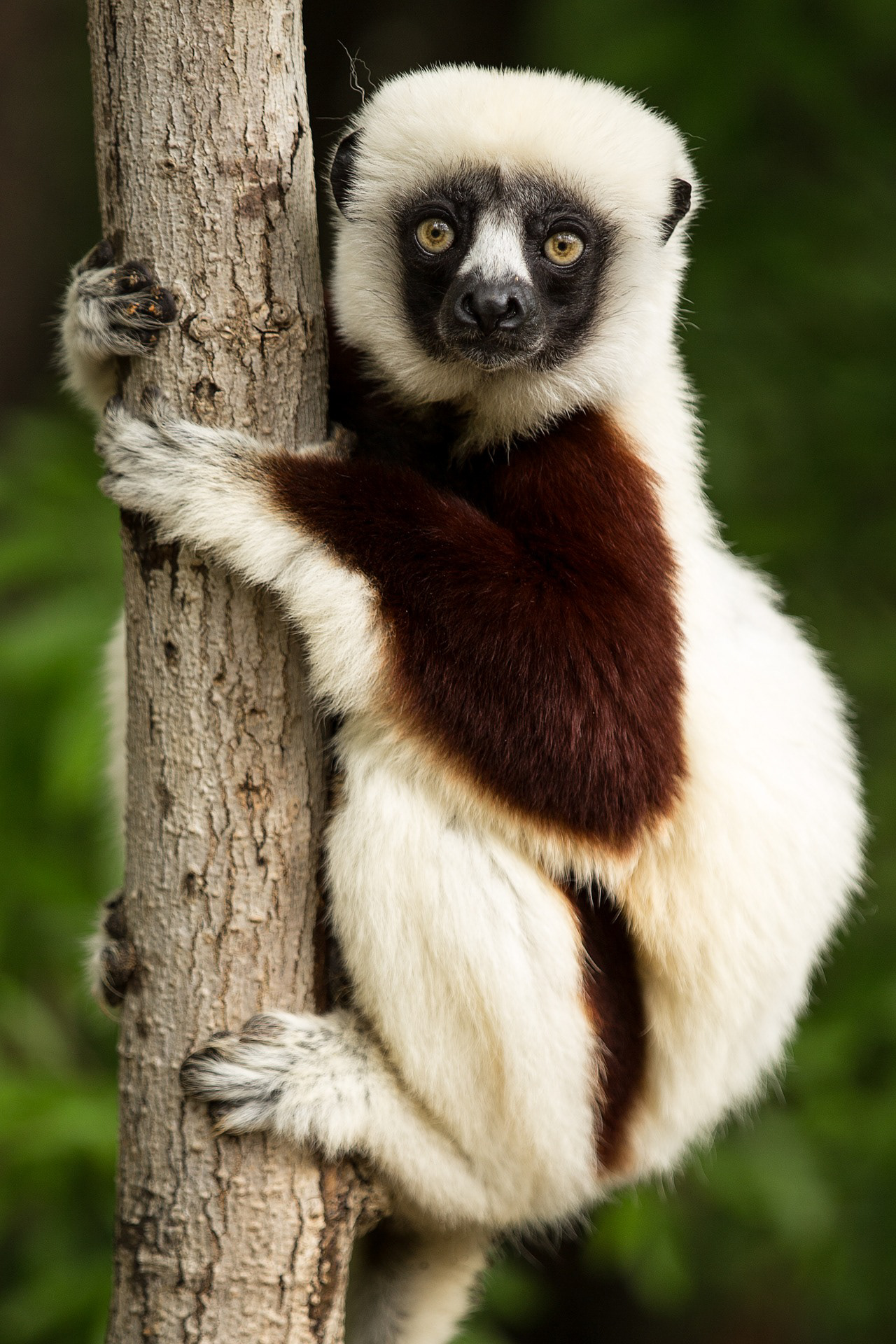 African Lemur