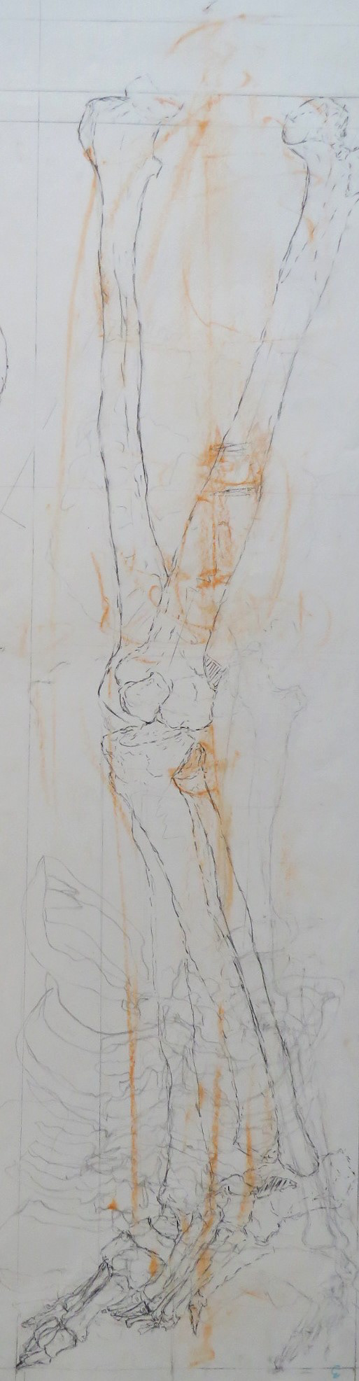 Leg Bones Study (2)