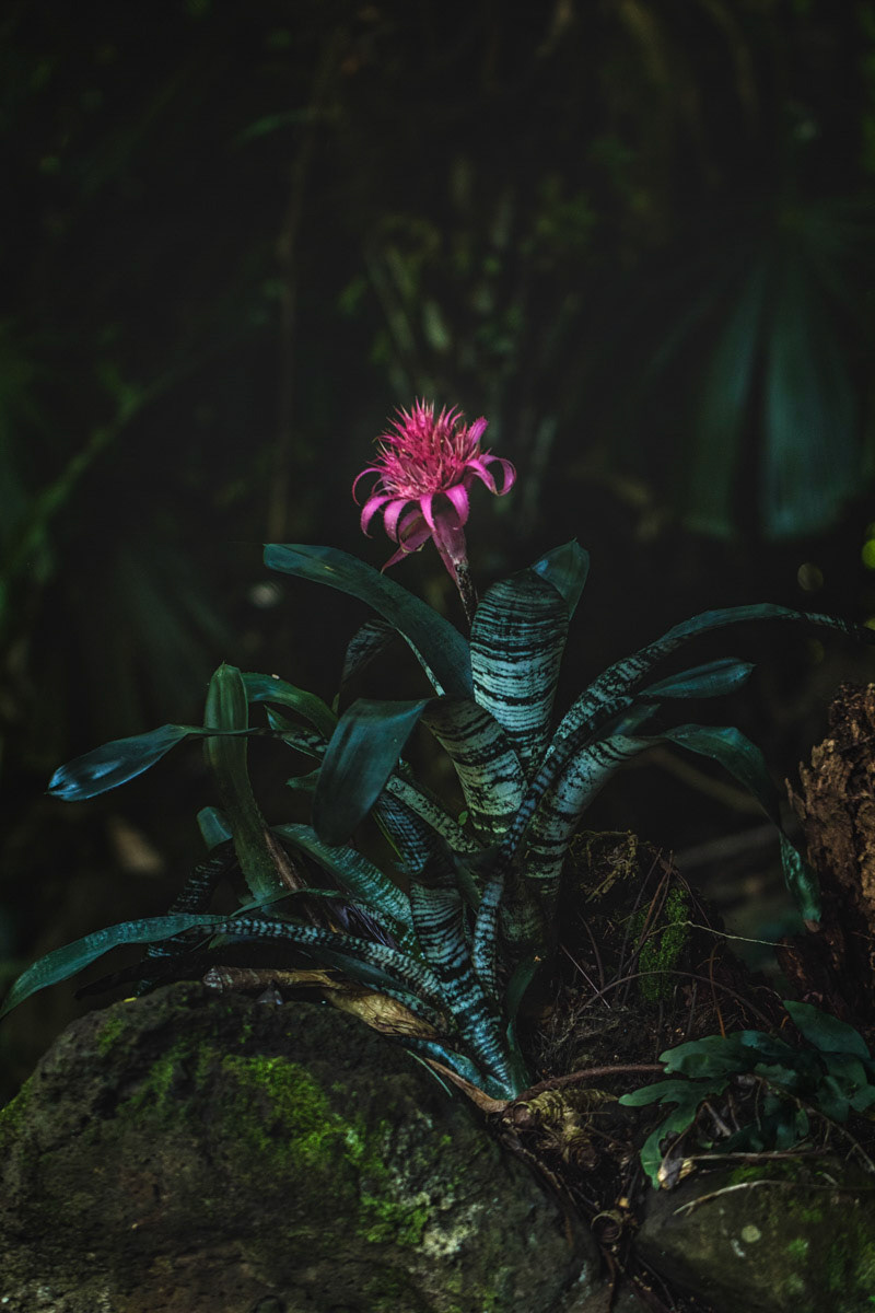 Jungle Queen