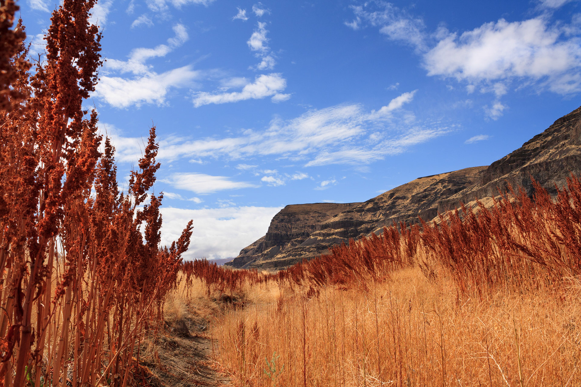 Dry creekbed in the Moses Coulee, along the Palisades Highway, Washington