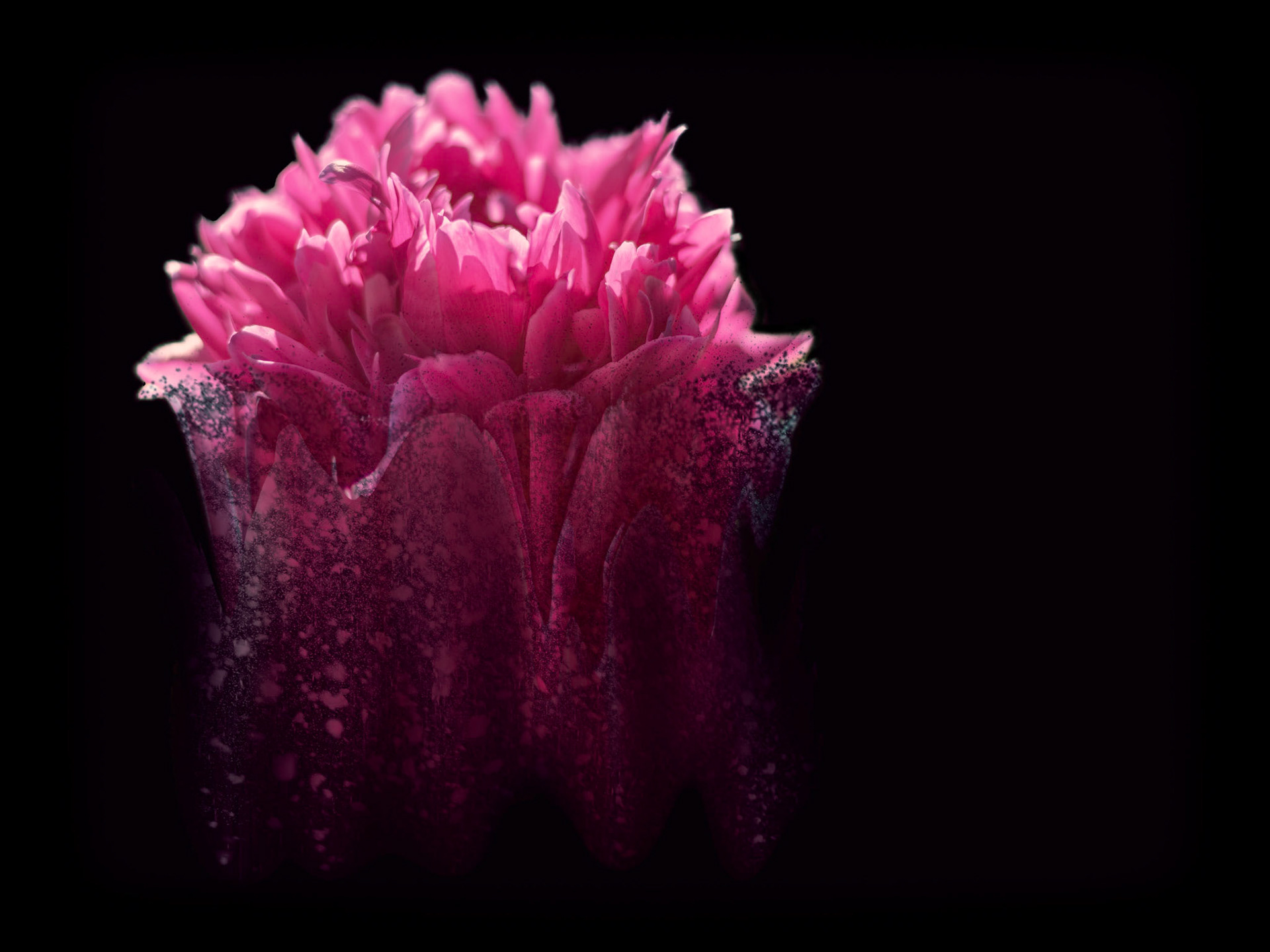 Peony Ascension