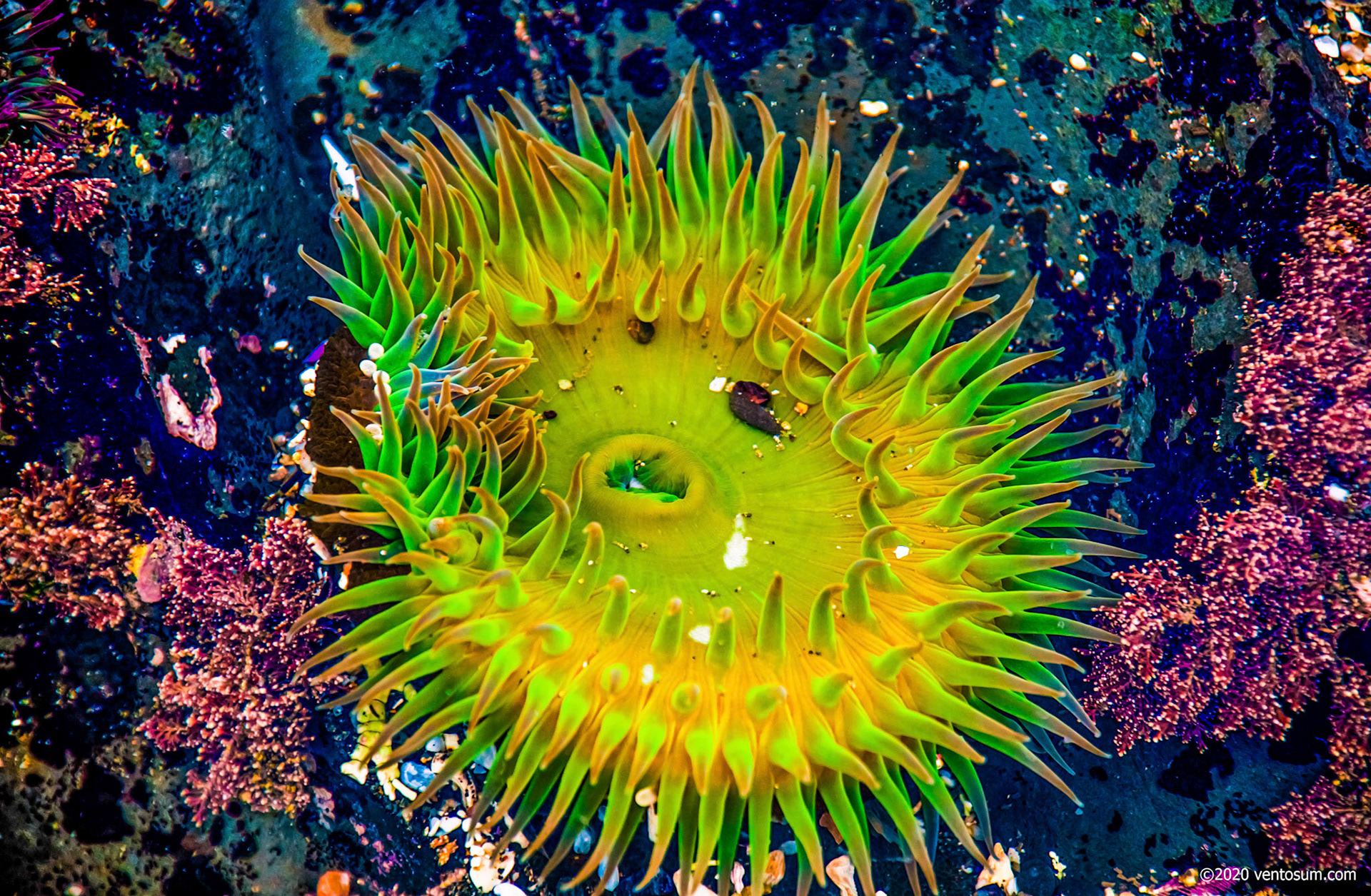 Moss Beach, California, United States