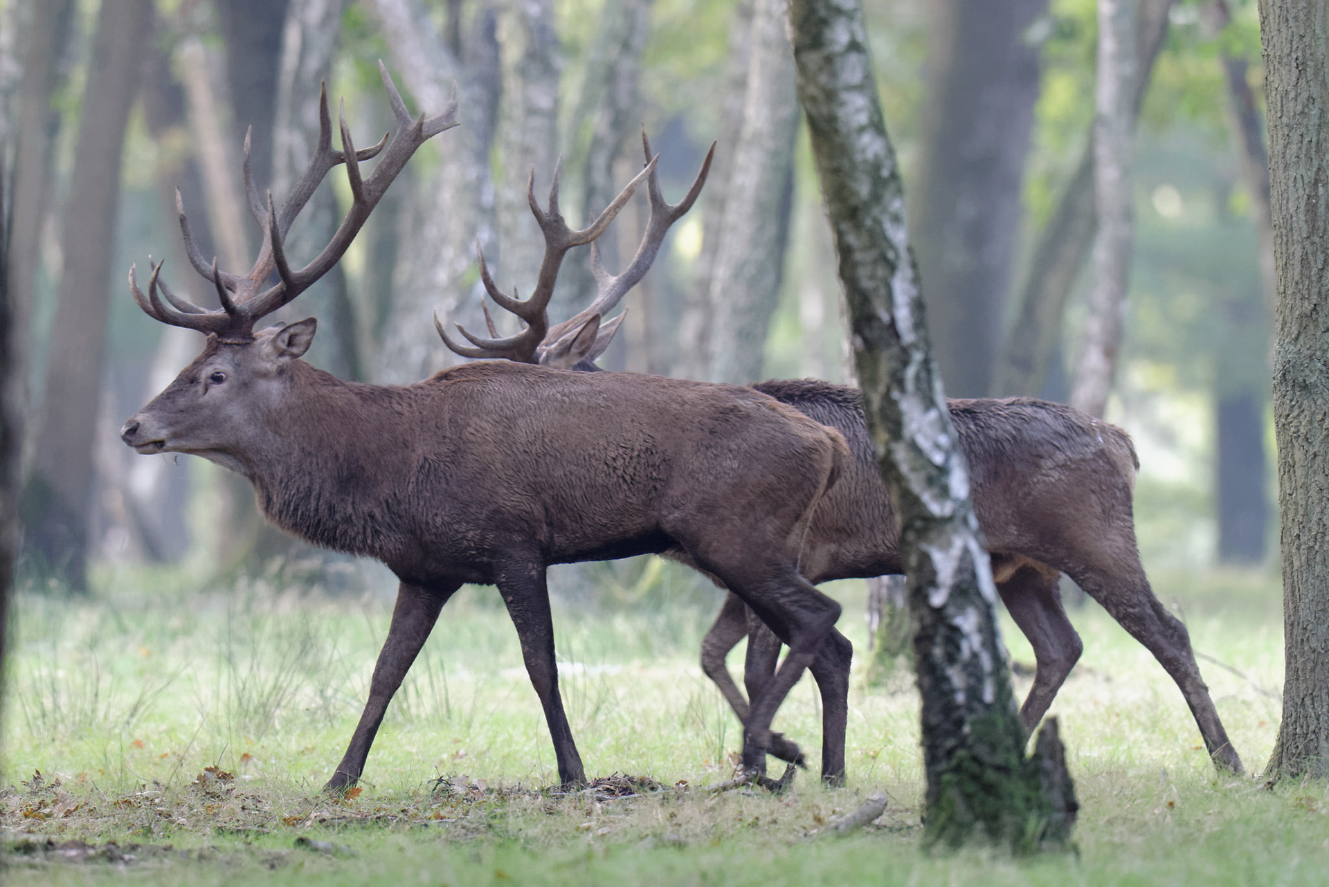 Foret Image Foret De Rambouillet Brame Du Cerf