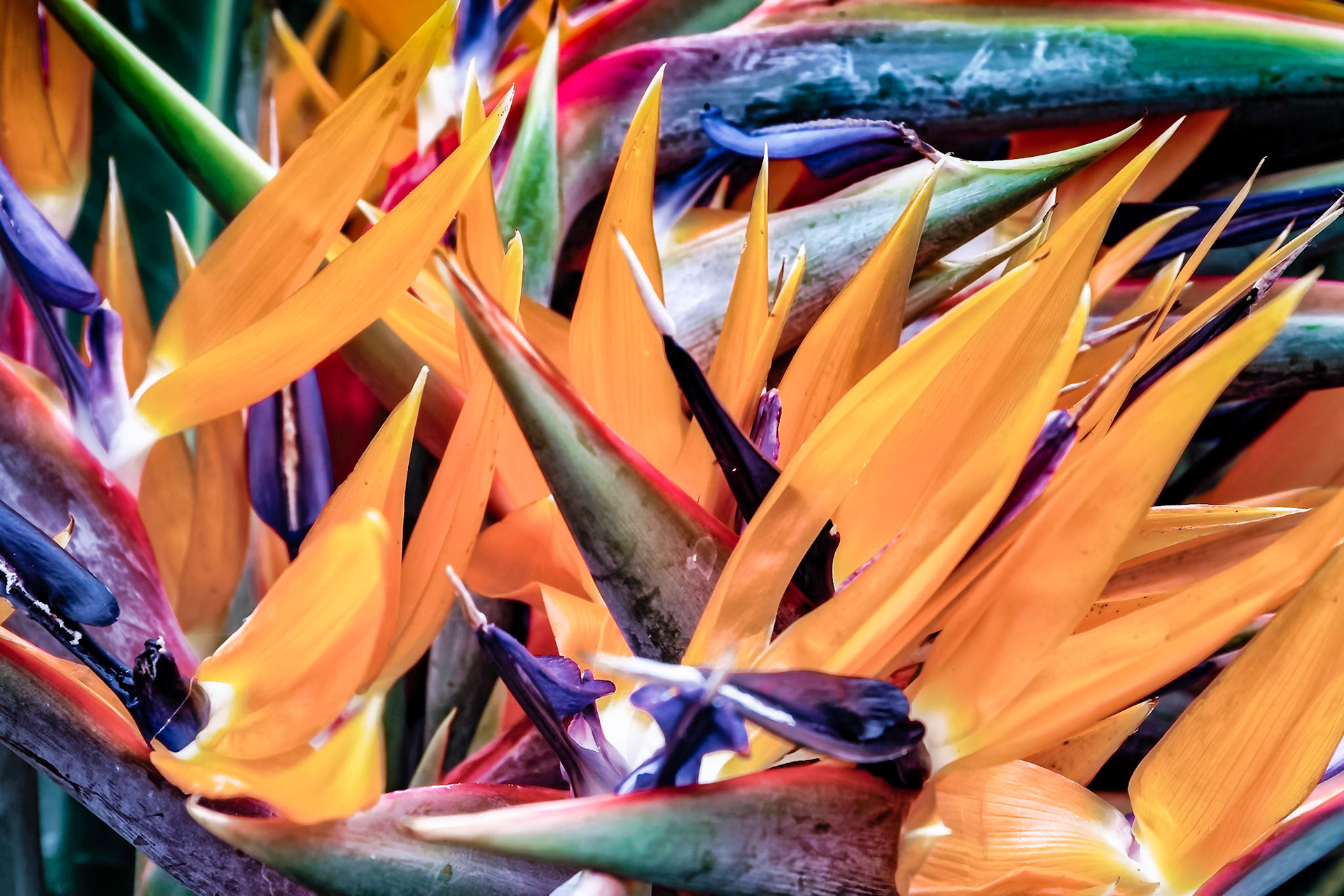 Paradiesvogelblume - Strelitzia reginae - Südafrika