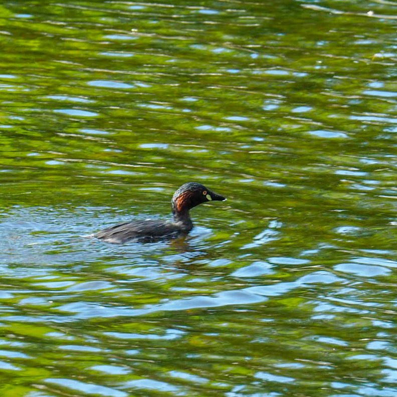 Australasian Grebe