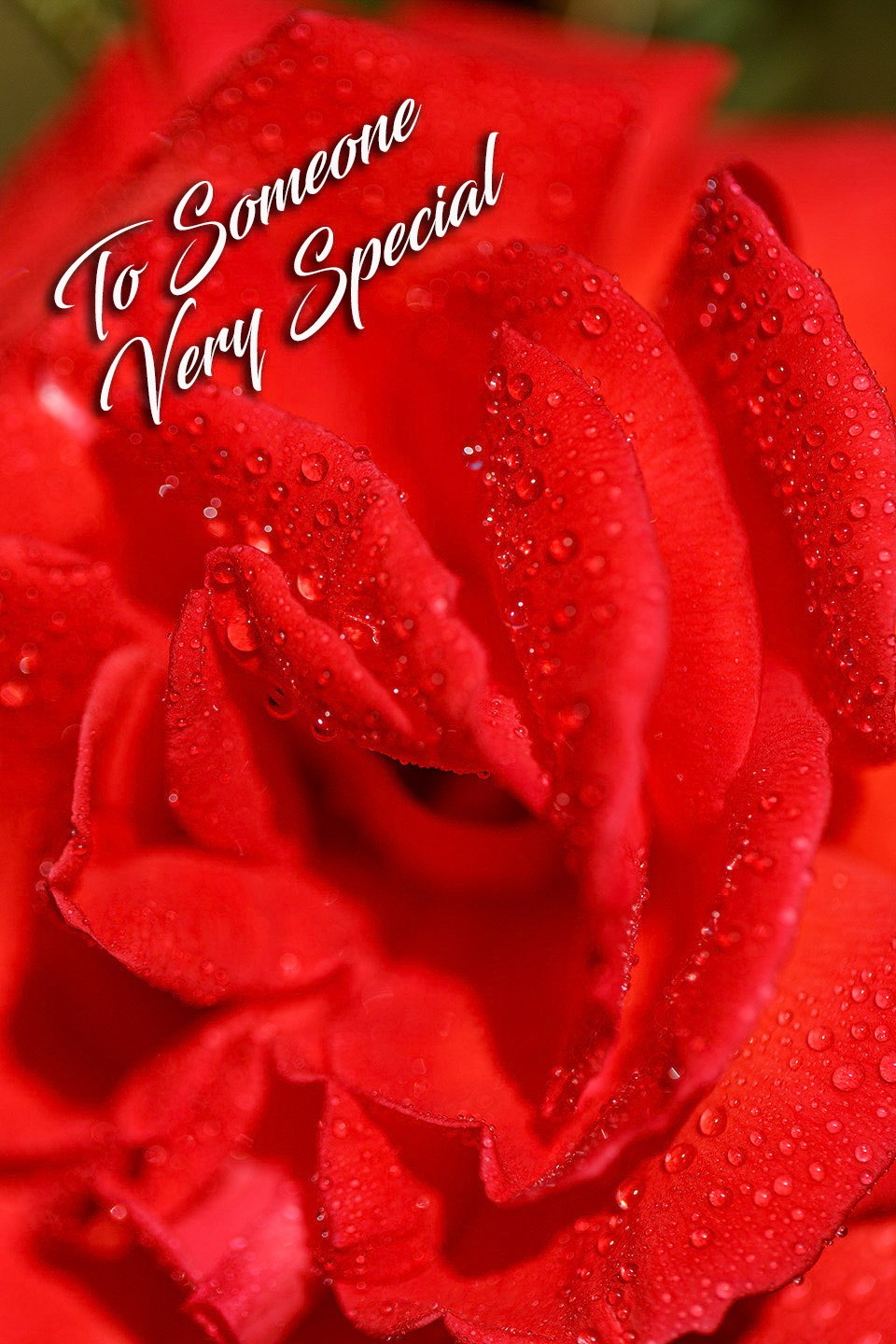 Red rose with dew macro