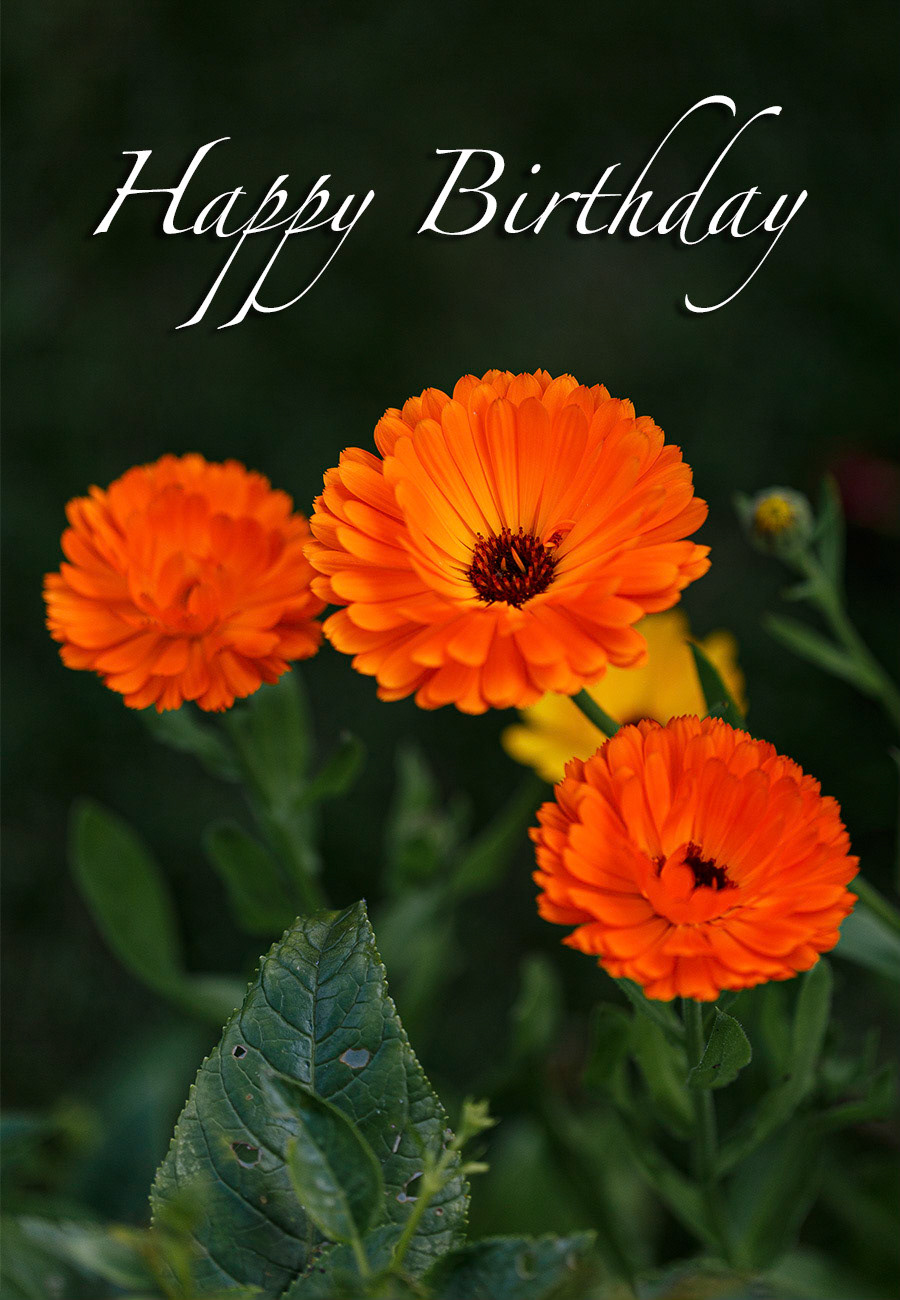 Orange marigold