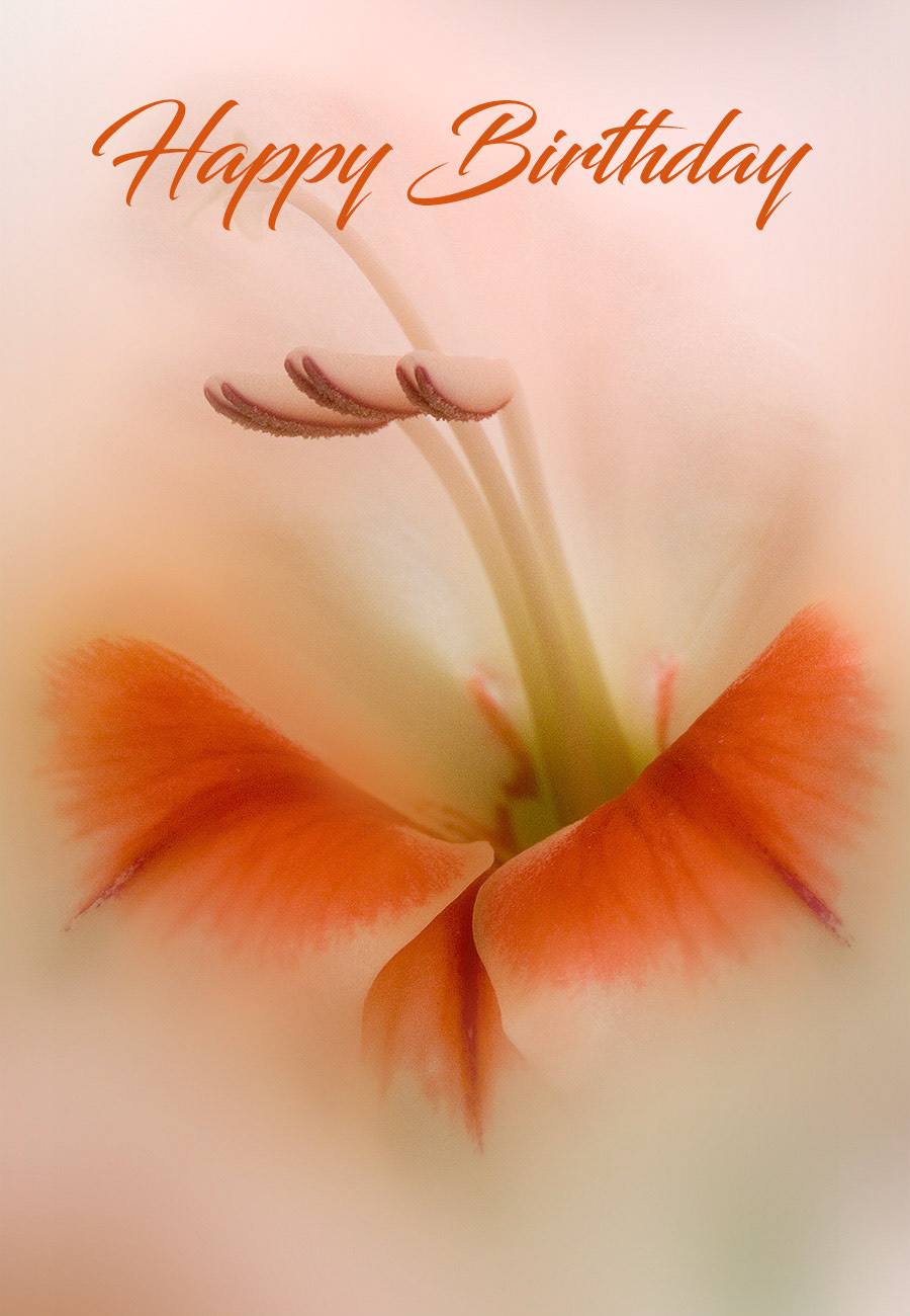 Soft Gladiolus