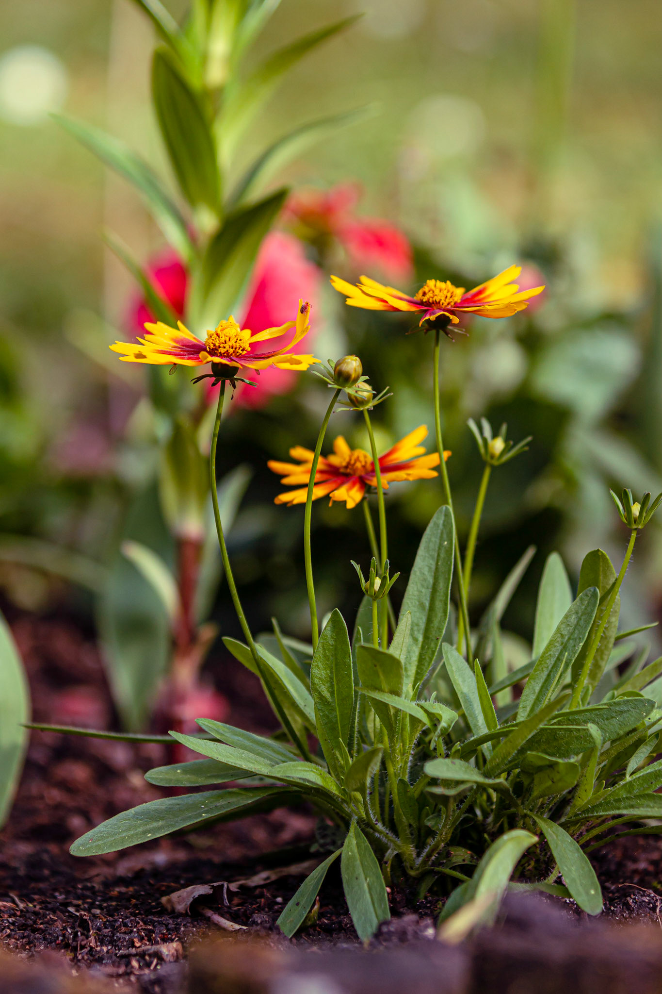 Gaillarde