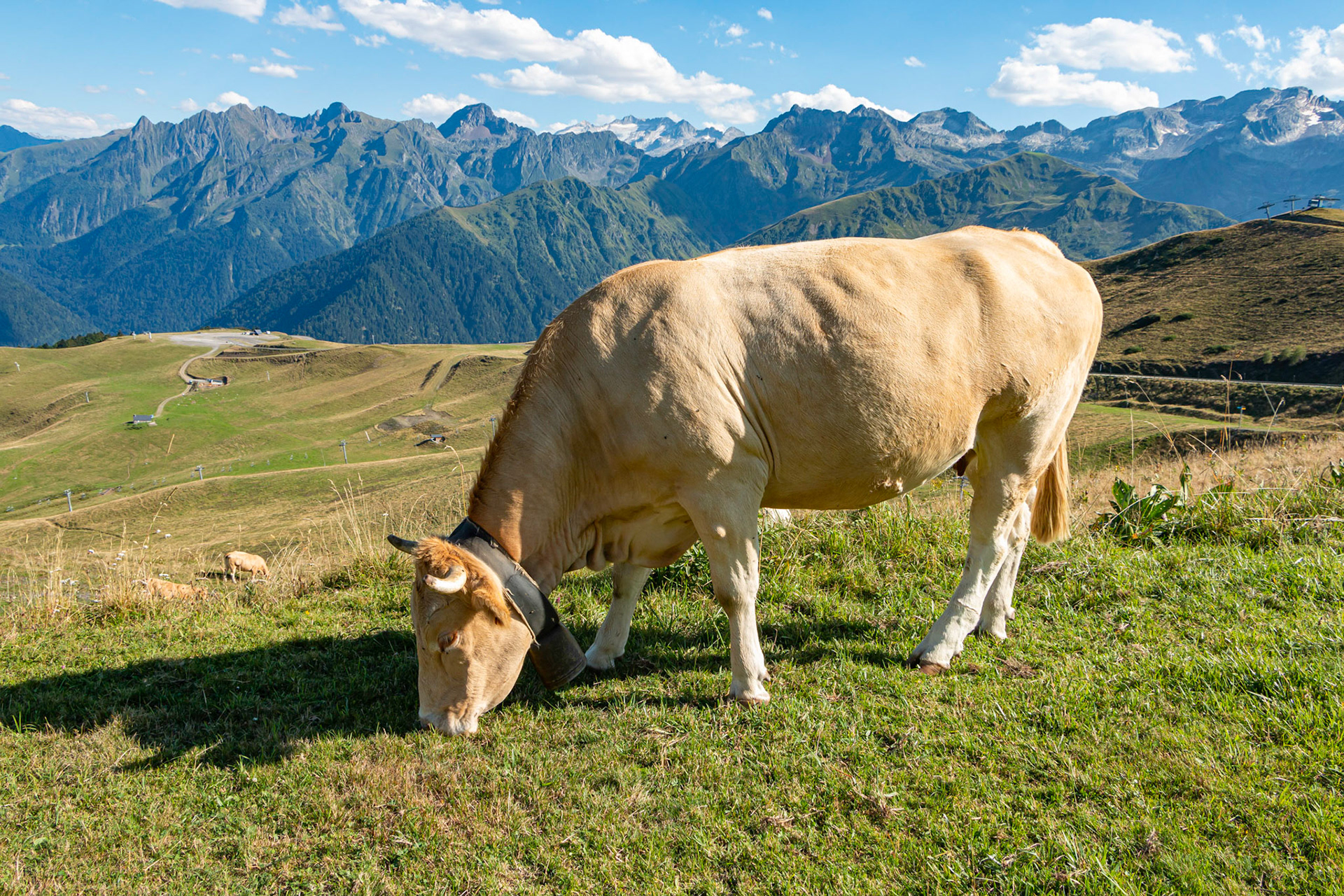 Vache des Pyrénées, Superbagnères