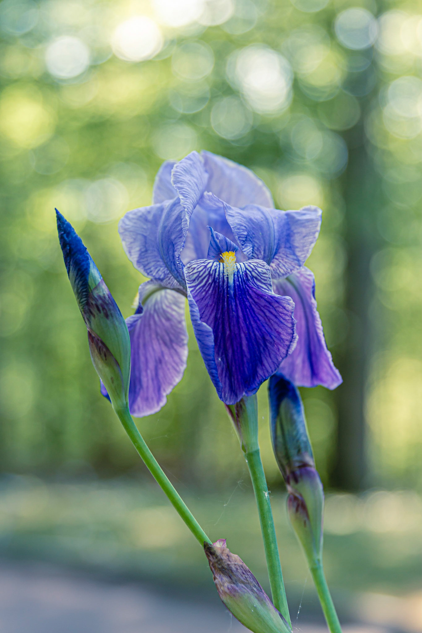 Iris bleu d'Allemagne