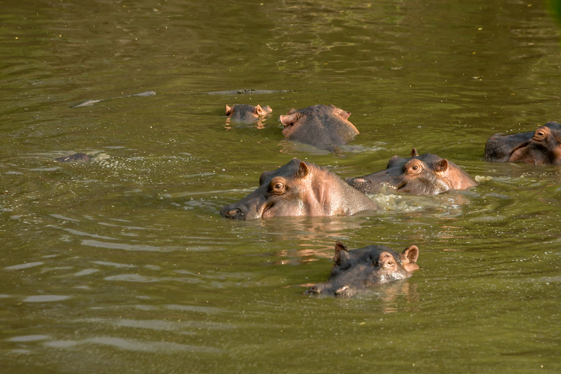 Such large animals ad yet so graceful, in the water!
