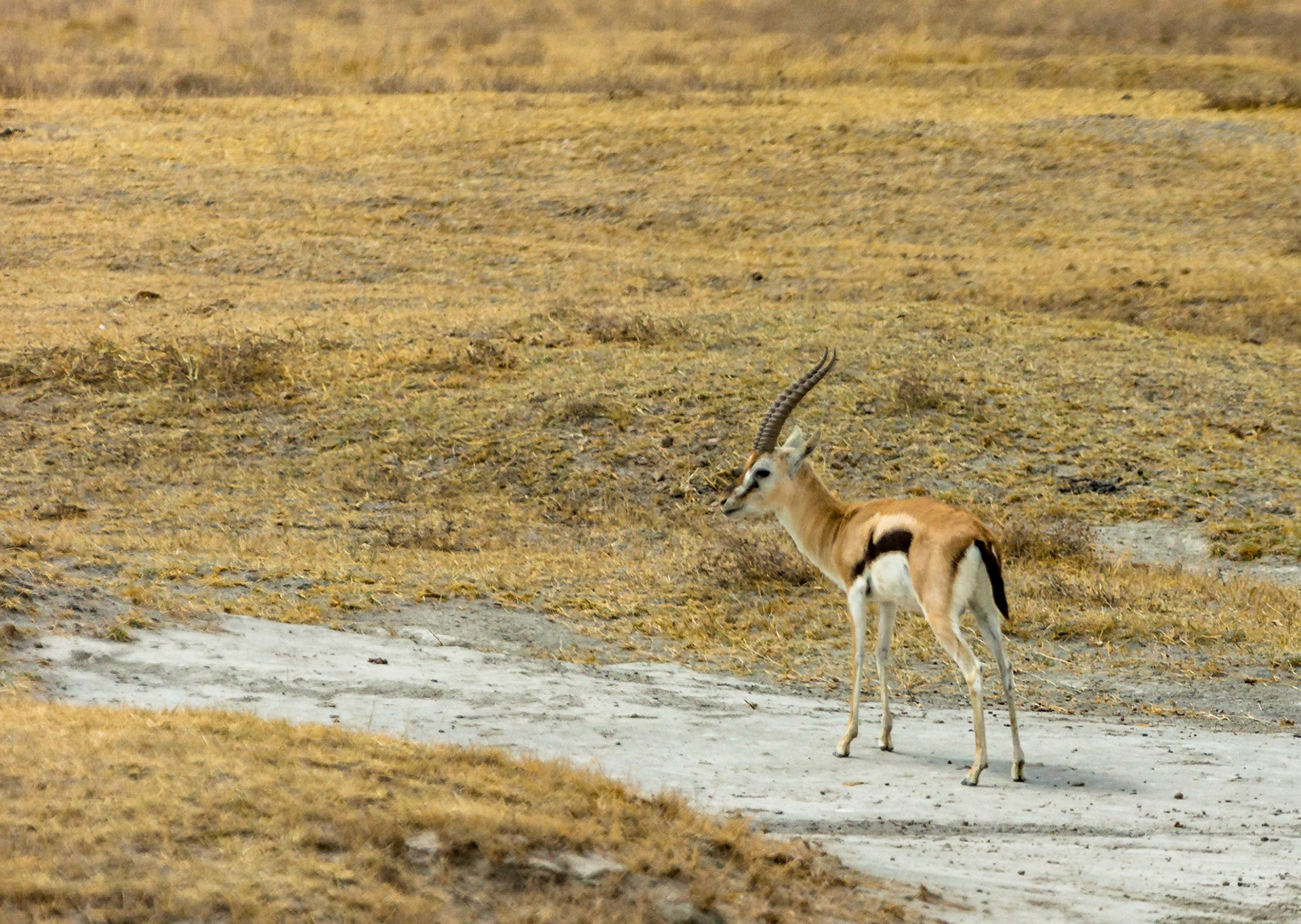Thompson's Gazelle, Ngorogoro Crater, Tanzania
