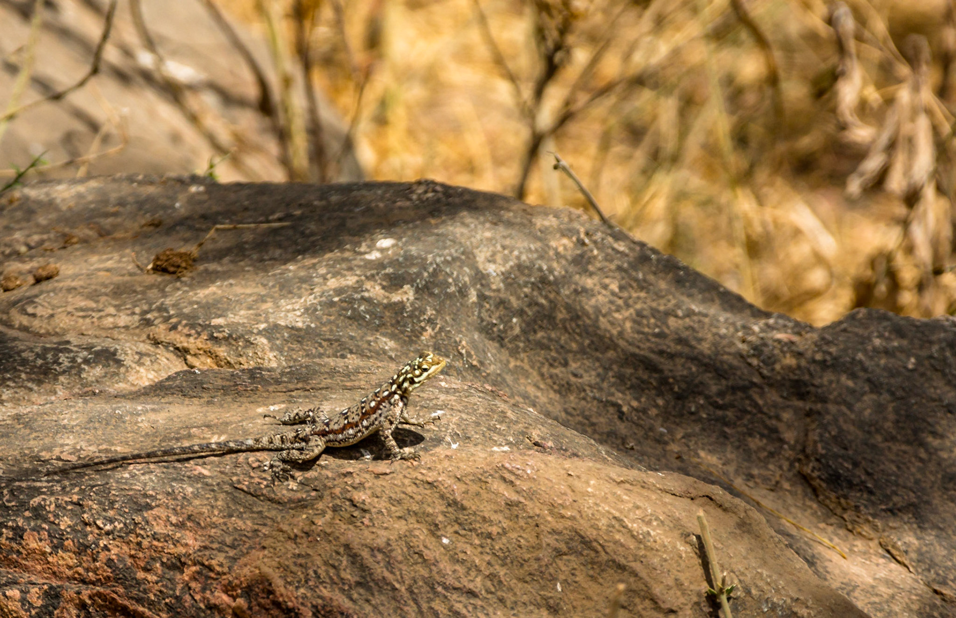 Great Camouflage on the little guys