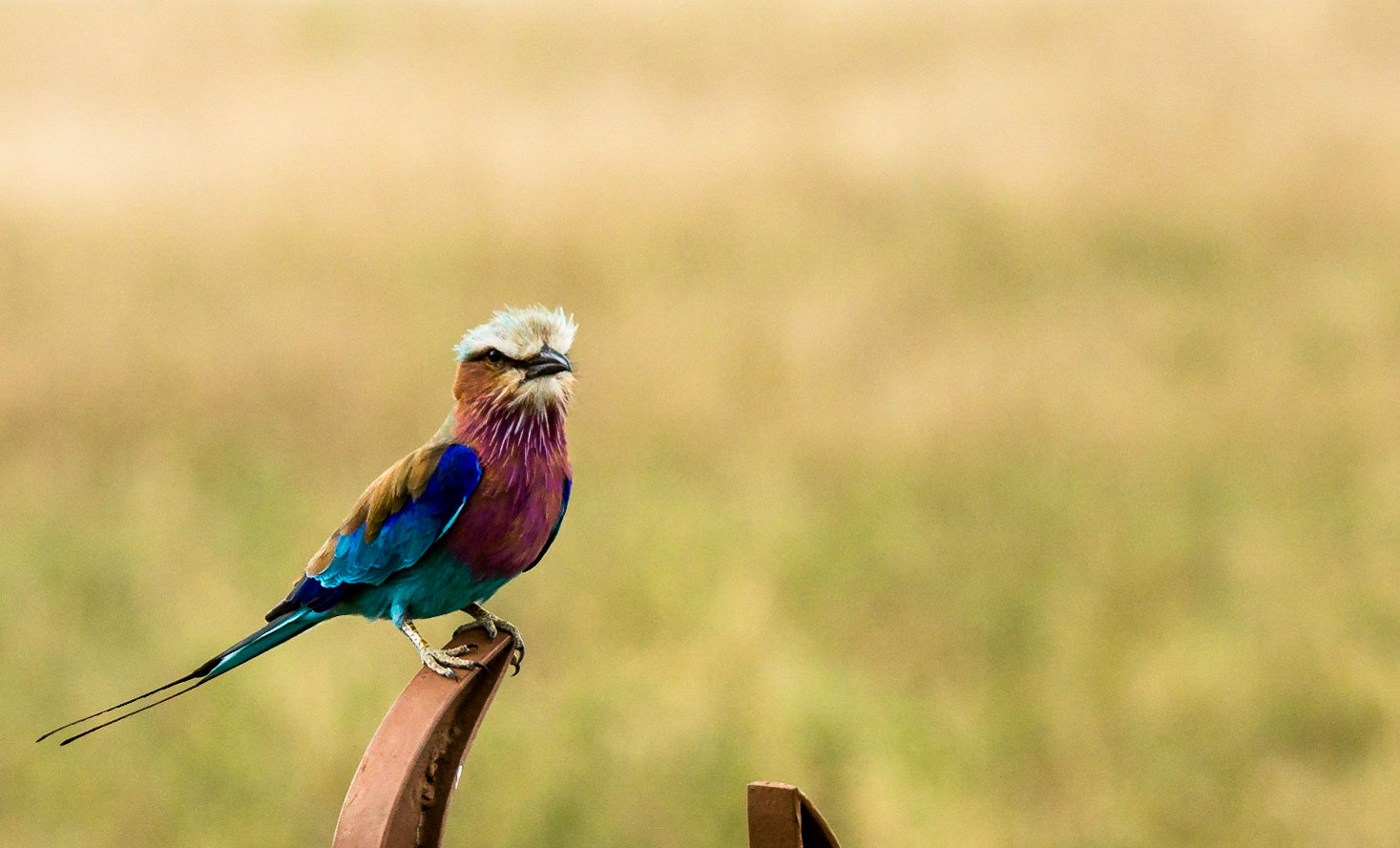 Lilac Breasted Roller. Serengeti