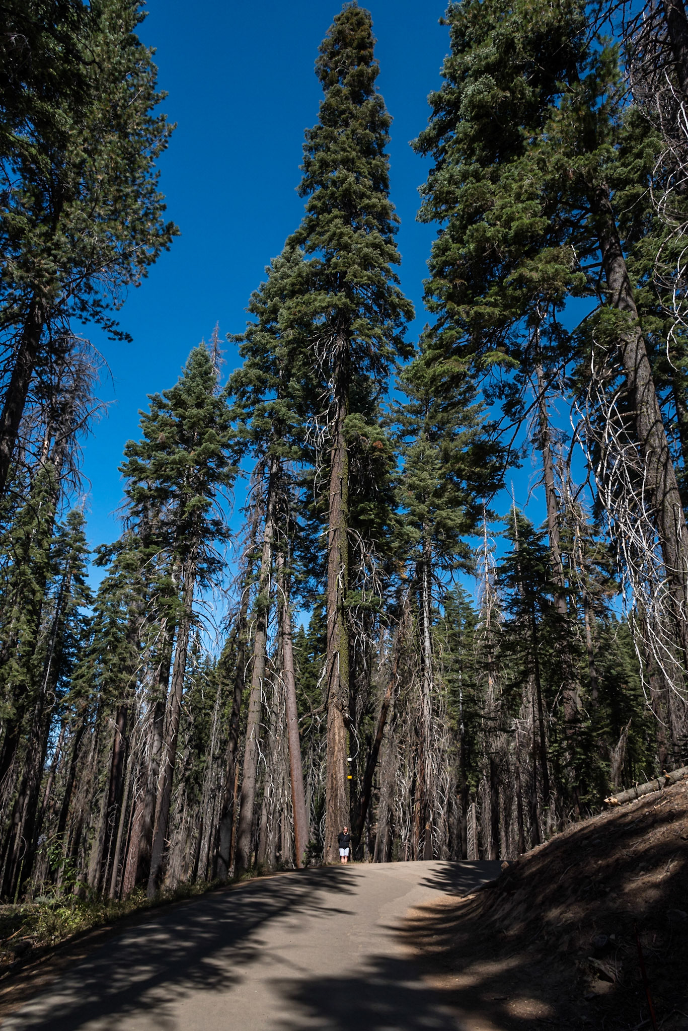 Small trees in Yosemite National Park, California. The lady at the foot of the trunk is 5ft 3!