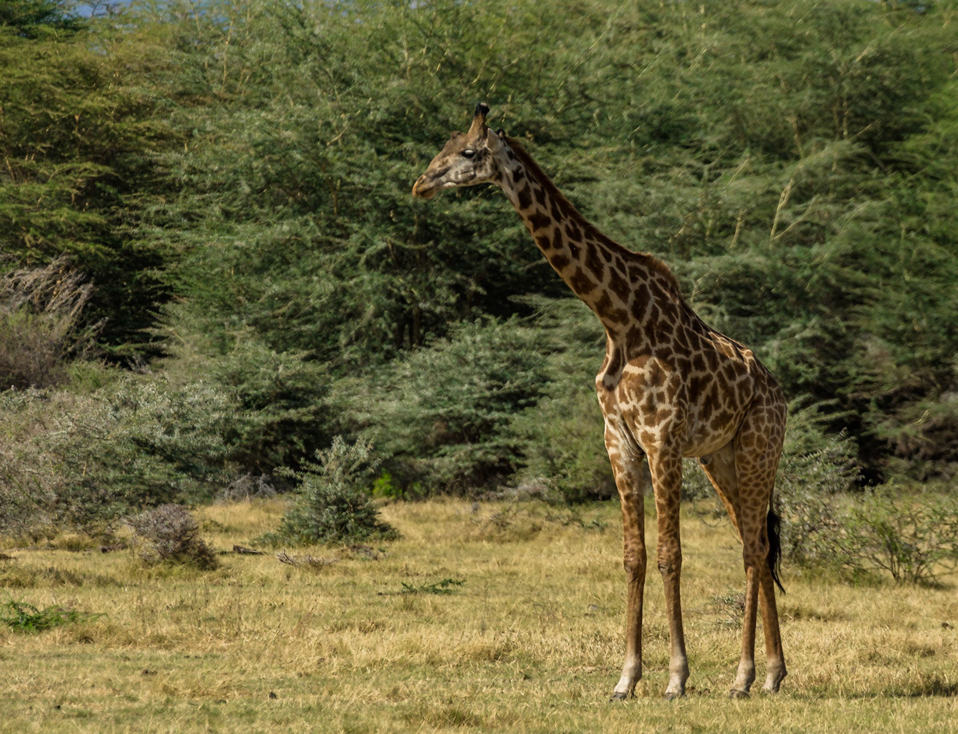 Plenty of food for these guys in fairly exclusive high territory