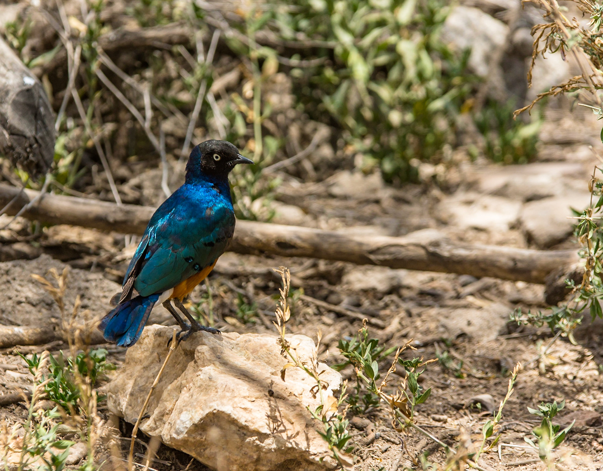 Even the starlings are colourful in Africa!