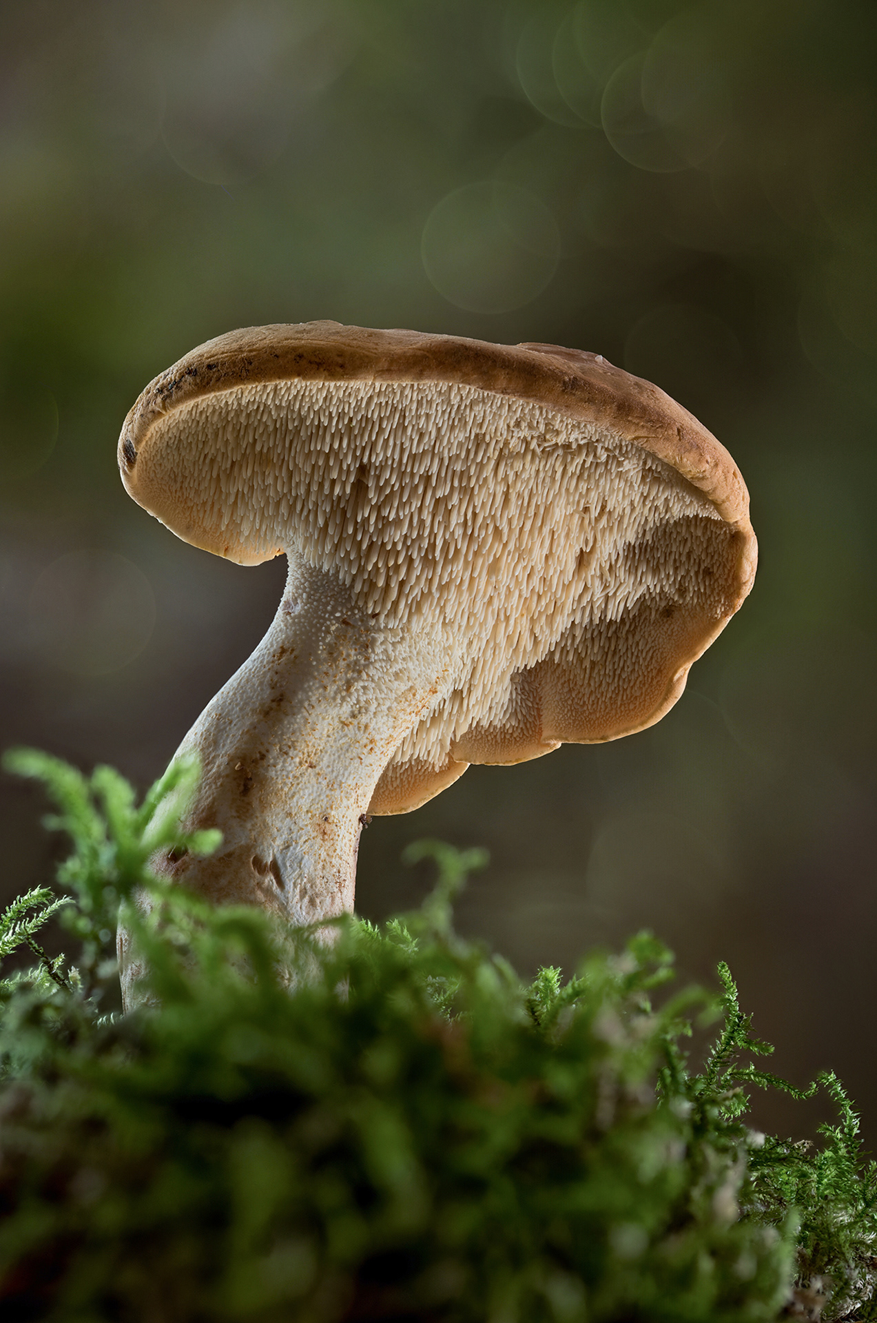 ded agaric