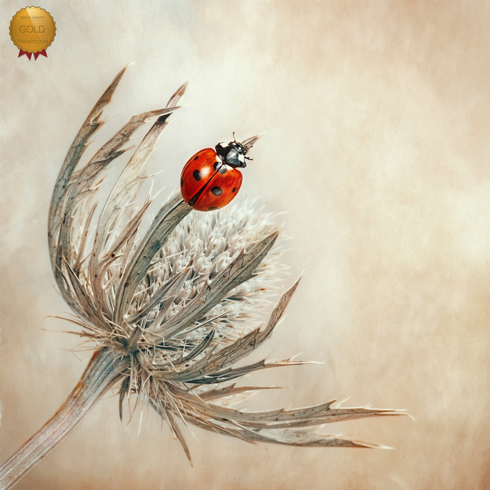 Ladybird on Eryingeum
