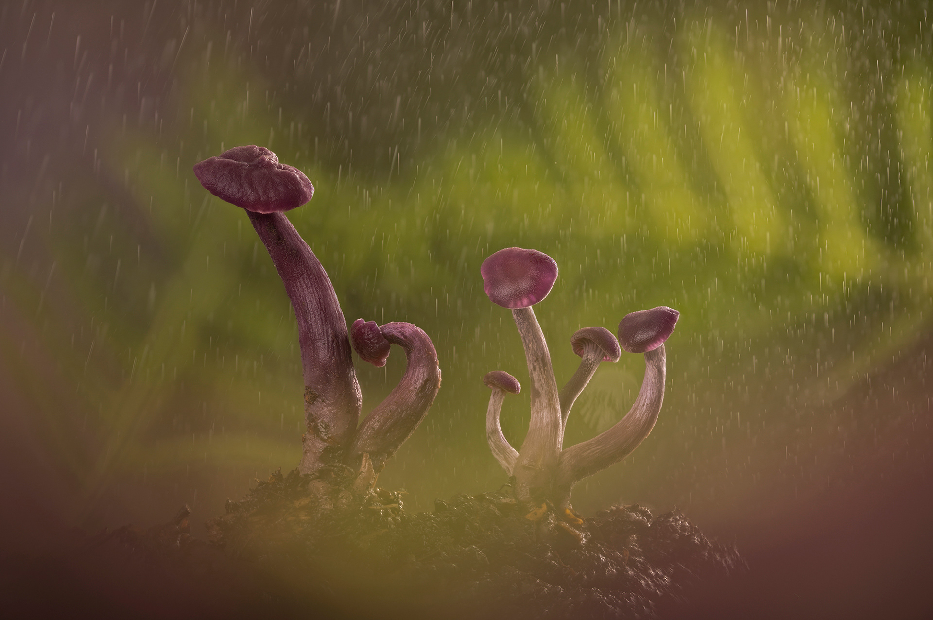 Amethyst decievers