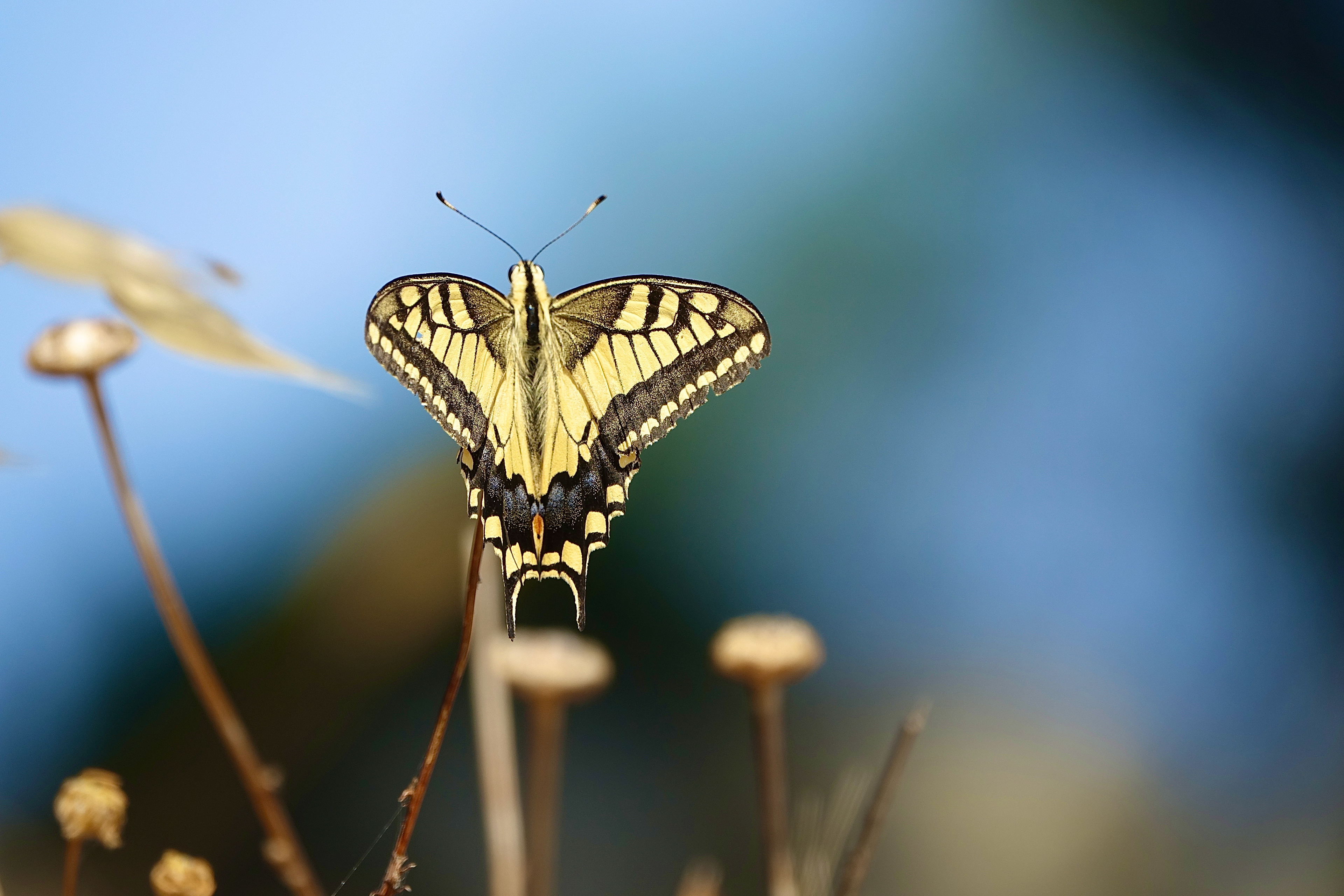 220mm | ƒ/4 | ISO 100 | 1/500s