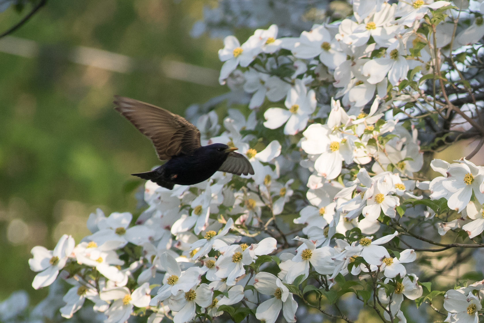 Dean Wierman Photography Yakima birds