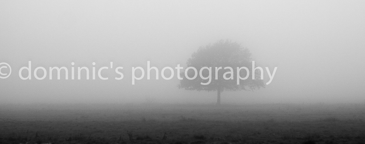 foggy tree