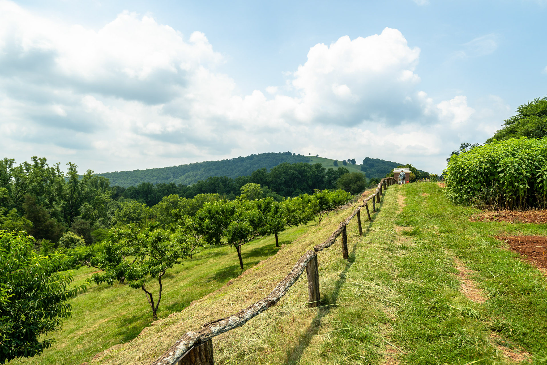 Monticello Gardens, Charlottesville, VA. 2018.