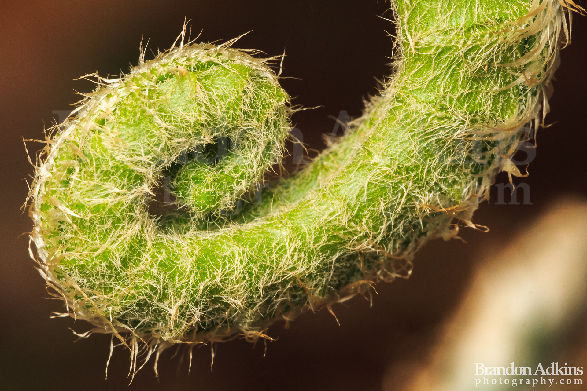 Fine art macro image of curled plant