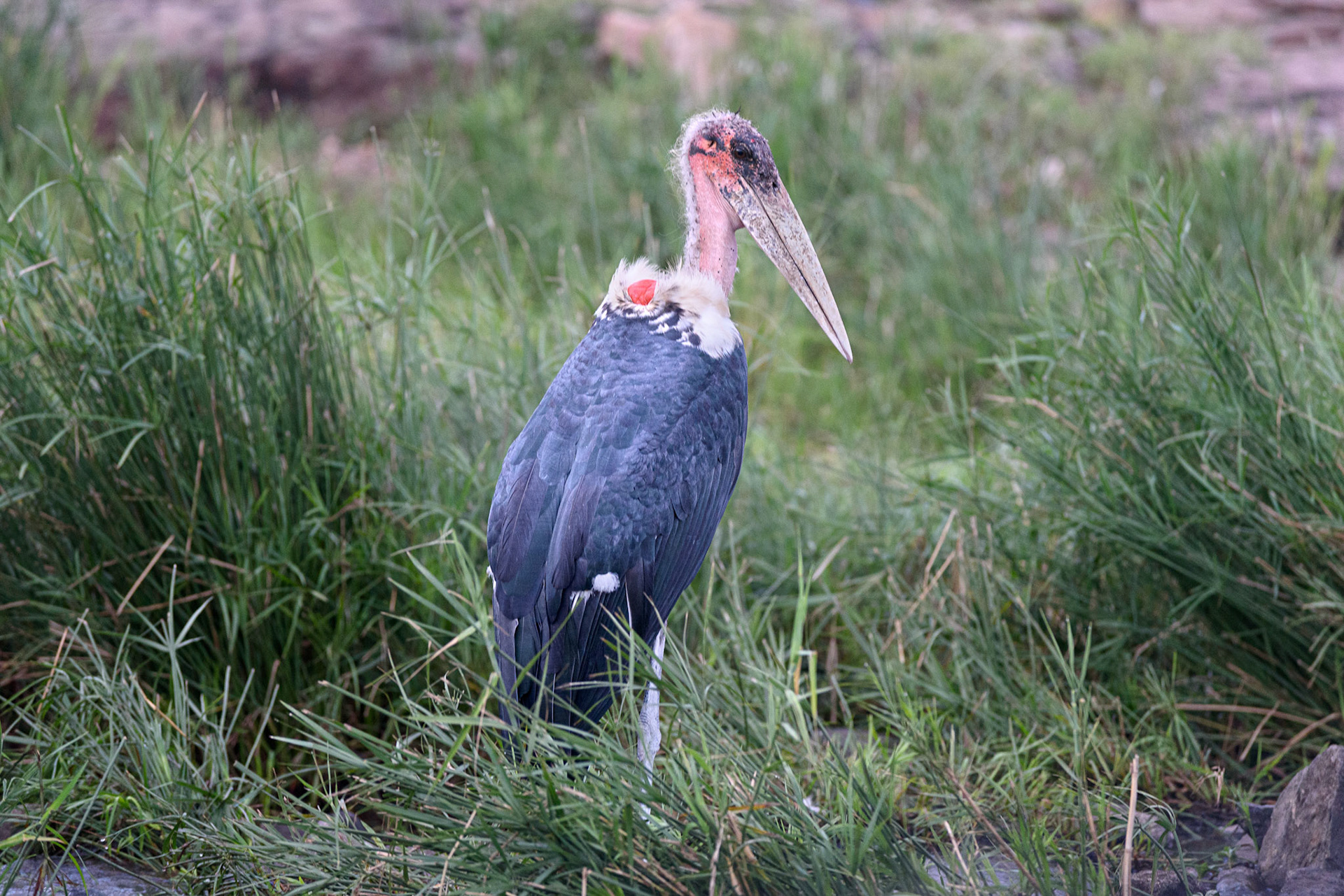 Marabout Stork