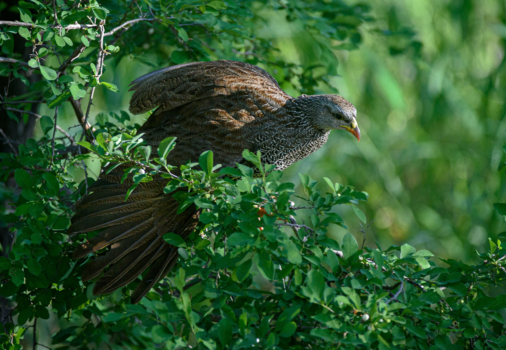 Natal Spurfowl