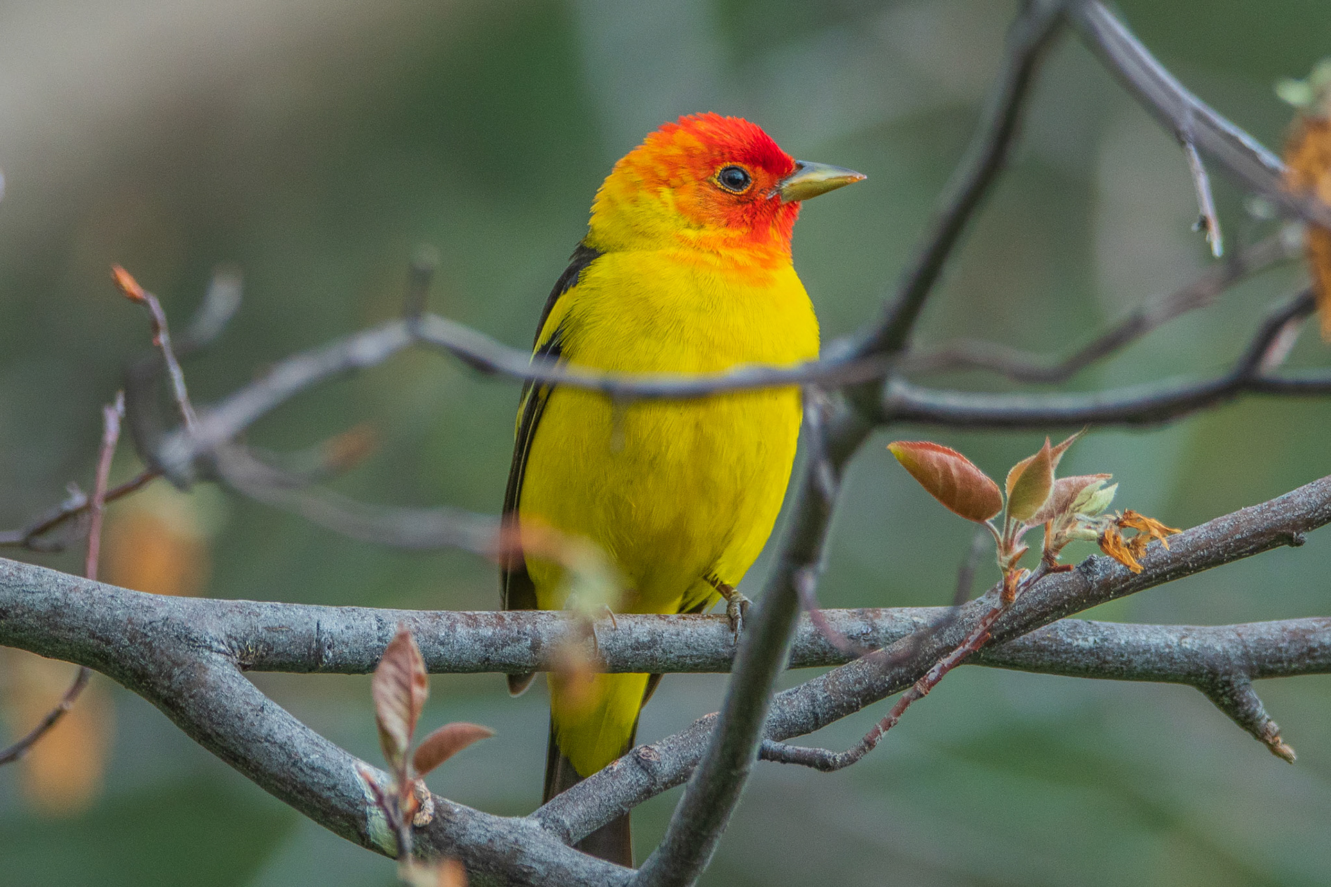 Western Tanager