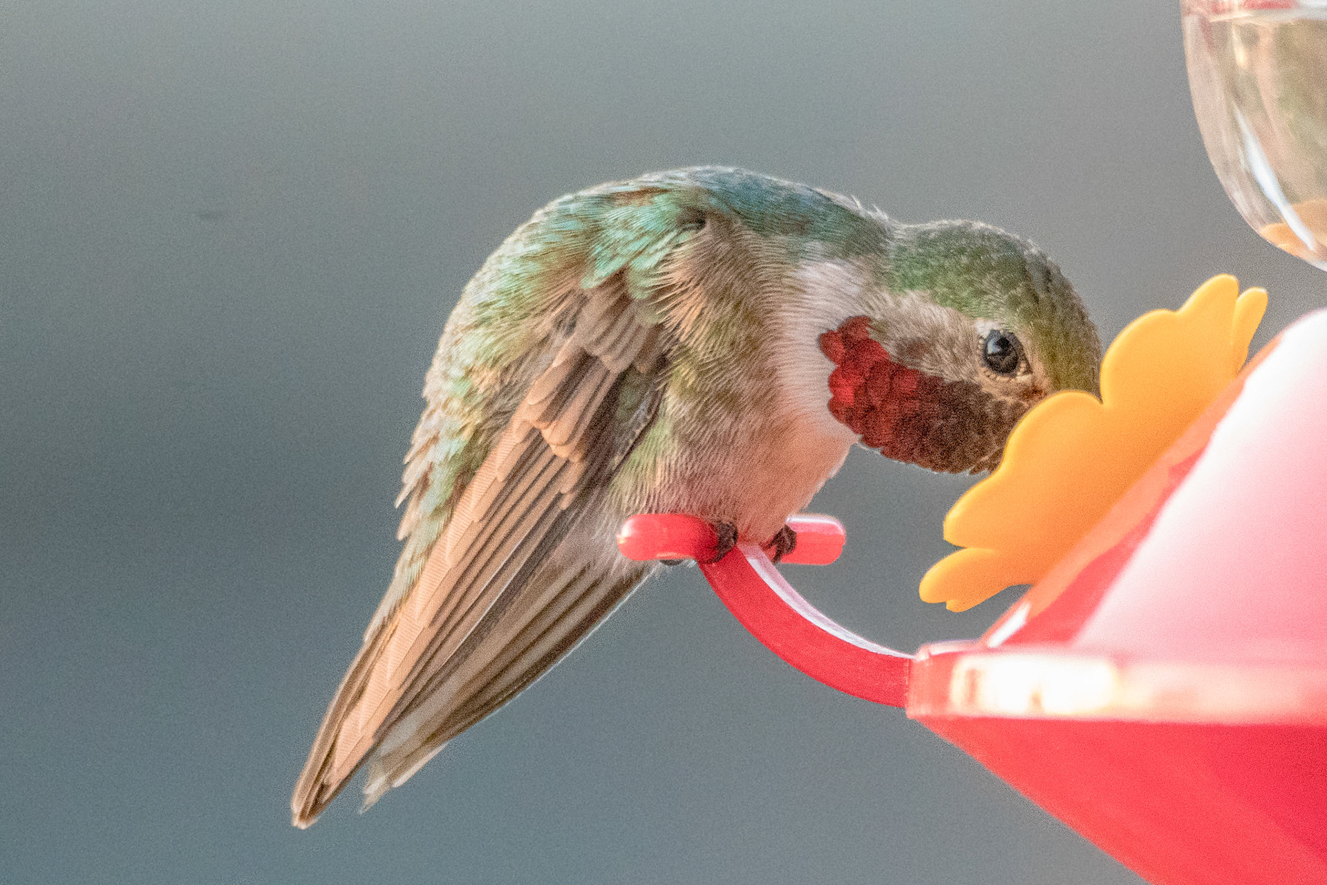Broad-tailed hummingbird