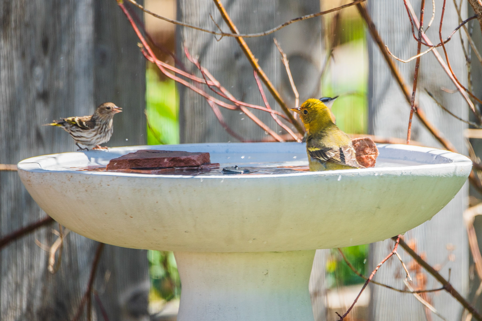 Pine siskin and Western Tanager
