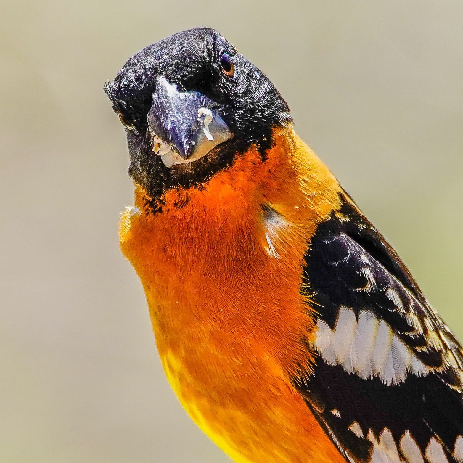Black-headed grosbeak