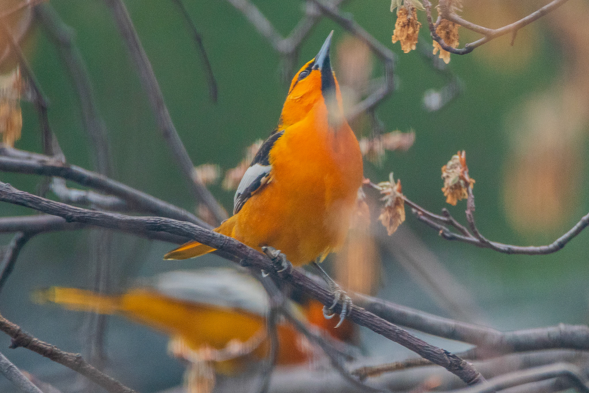 Bullock’s oriole