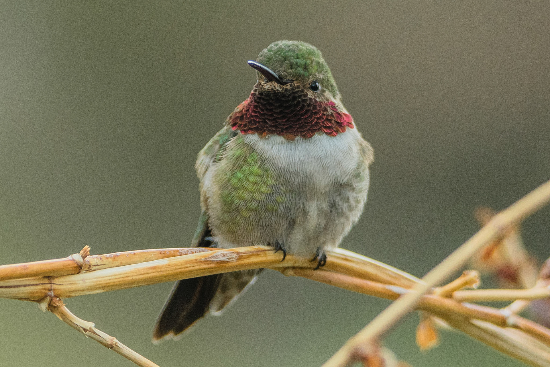 Broad-tailed hummingbird