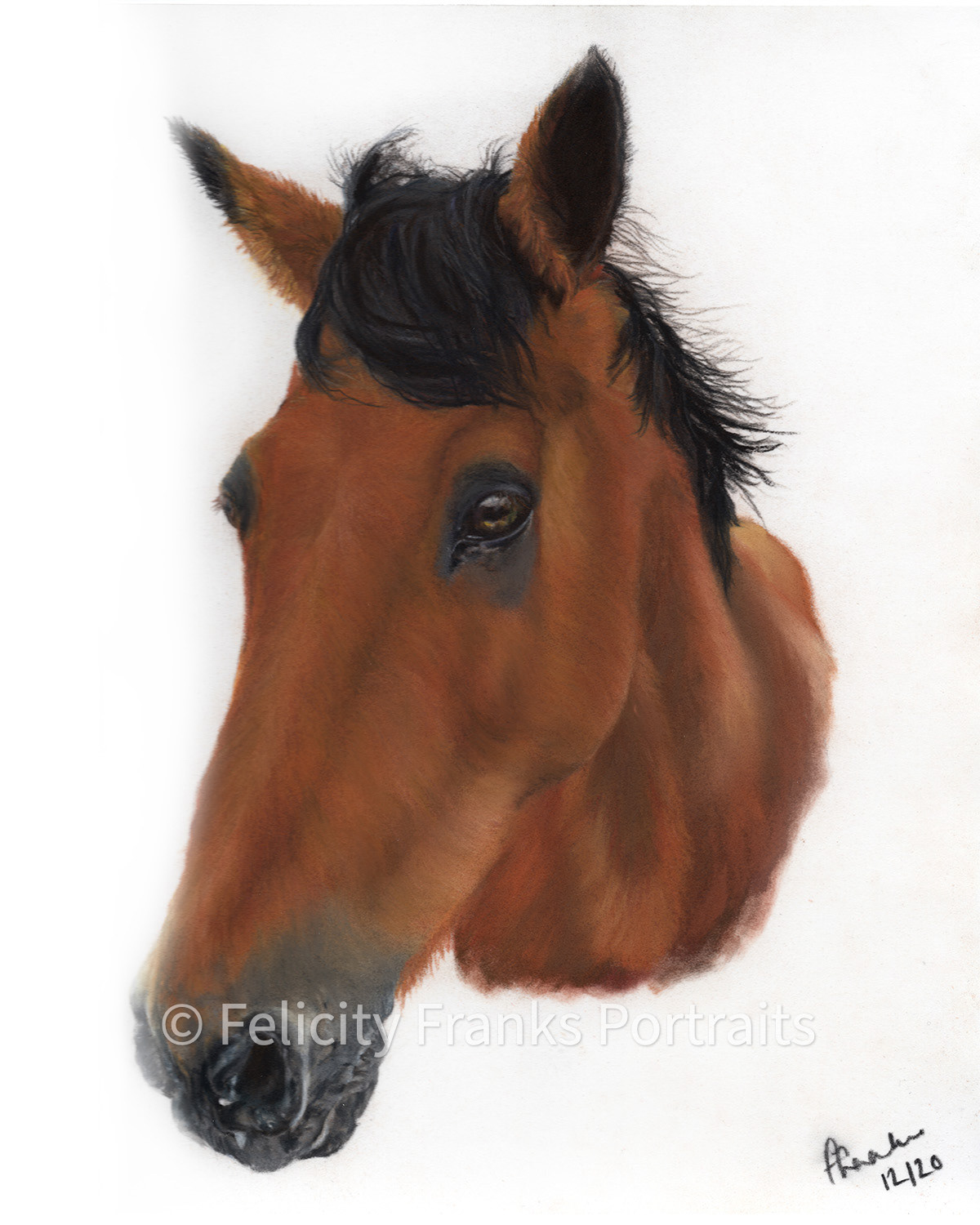 Bandit - 24 x 30cm in Pastels