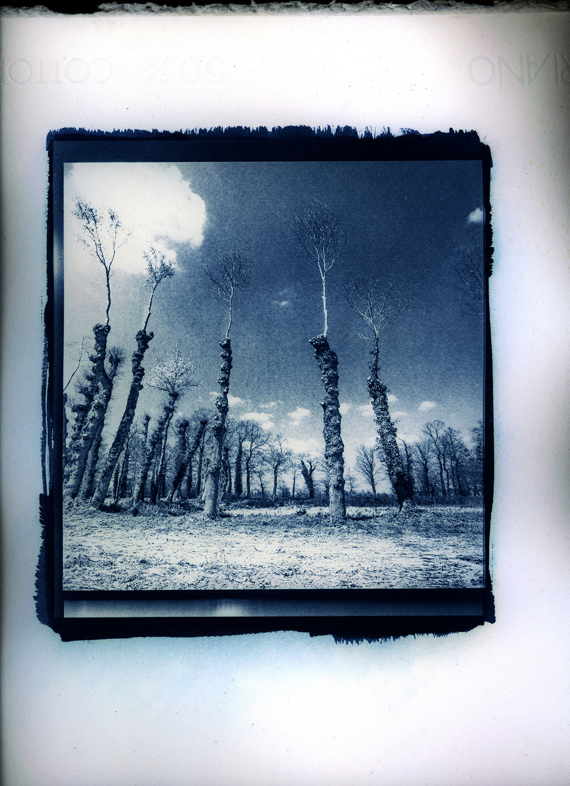 Bretonse Bomen - Cyanotypie