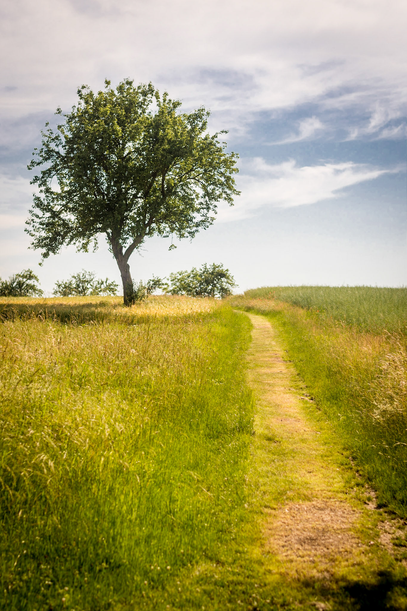 In der Sommersonne