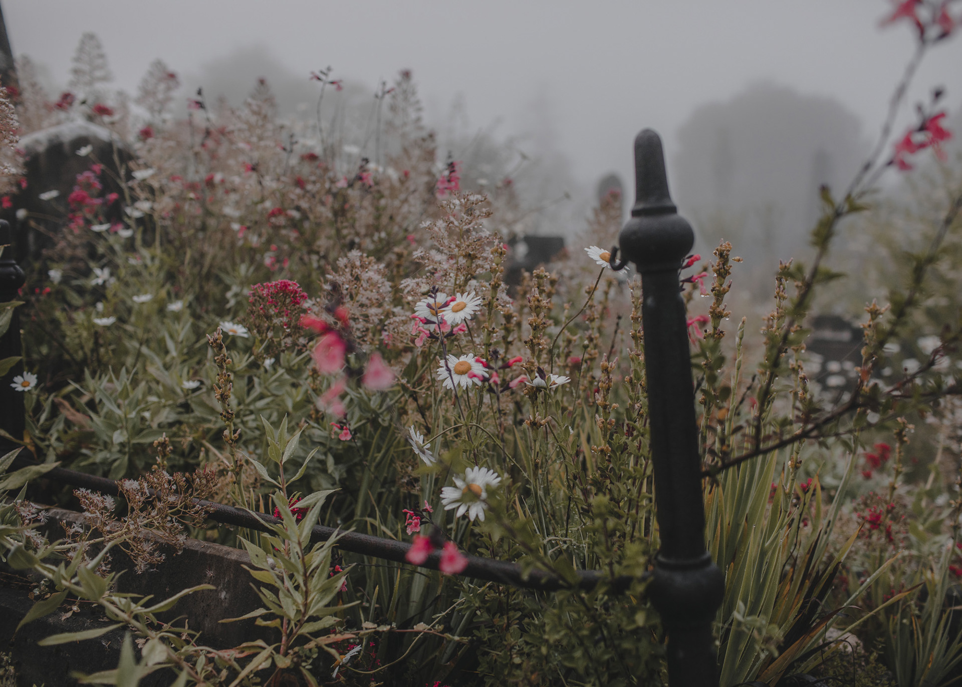 Overgrown flowers in the old Napier cemetery on a foggy morning